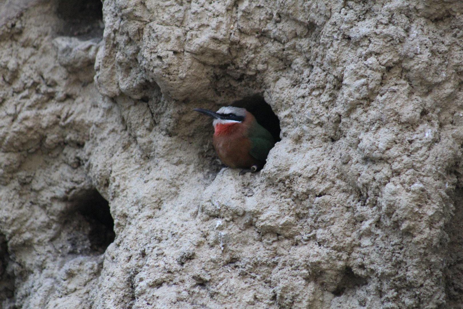 White-Fronted Bee-Eater Exiting Nesthole