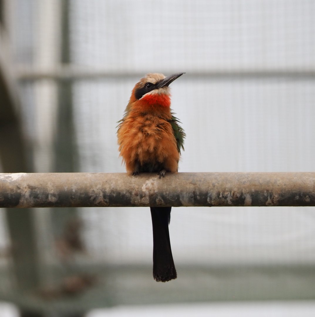 White-fronted bee-eater (Merops bullockoides), 2021-06-15