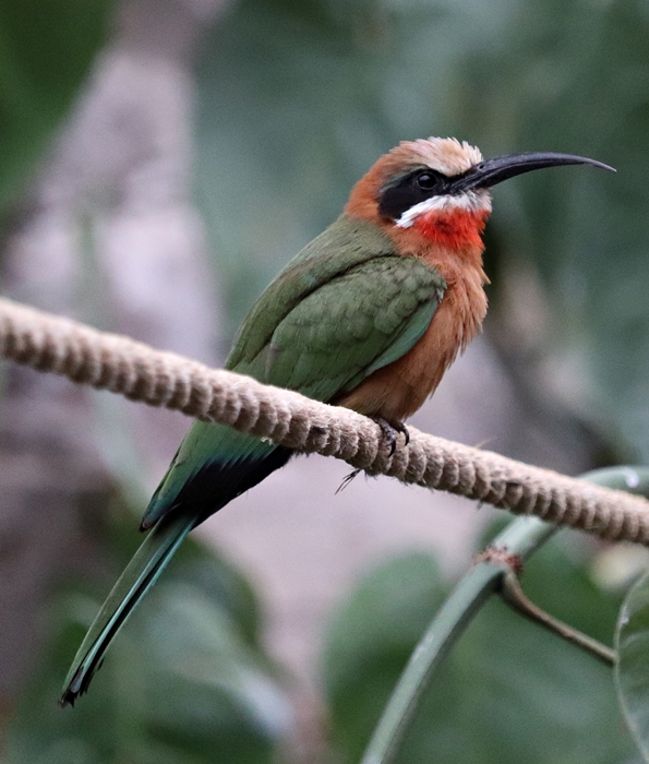 White-fronted bee-eater (Merops bullockoides) - Tropen-Aquarium