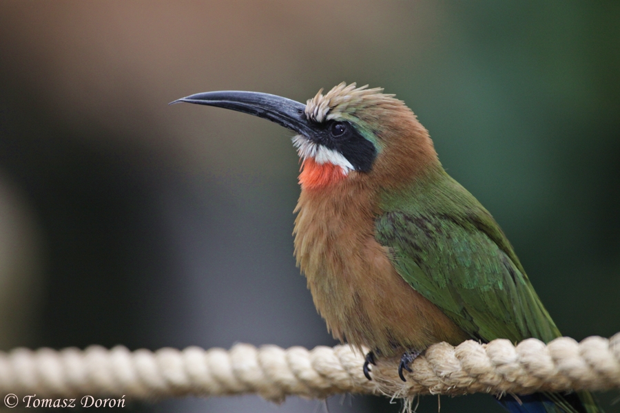 White-fronted Bee-eater (Merops bullockoides)