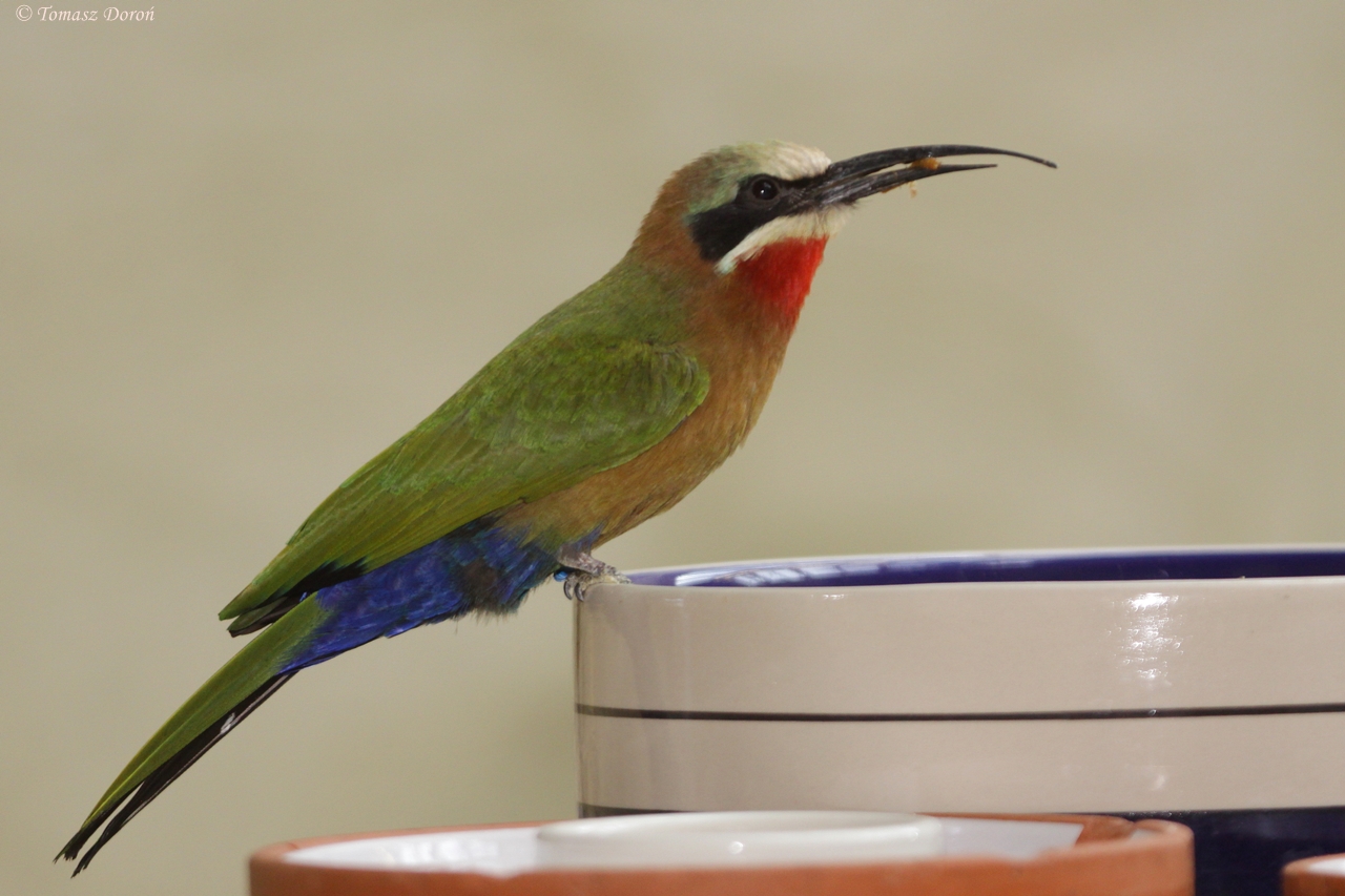 White-fronted Bee-eater (Merops bullockoides)