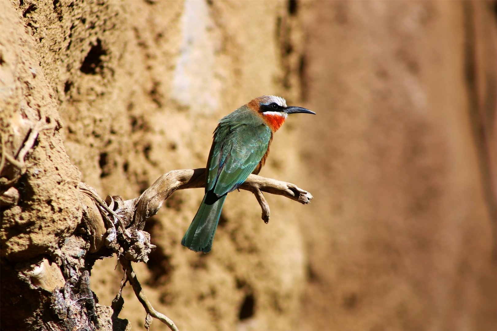 White-fronted bee-eater (Merops bullockoides)
