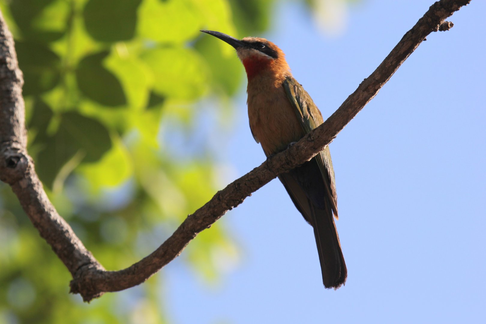 White-fronted Bee-Eater (Merops bullockoides)