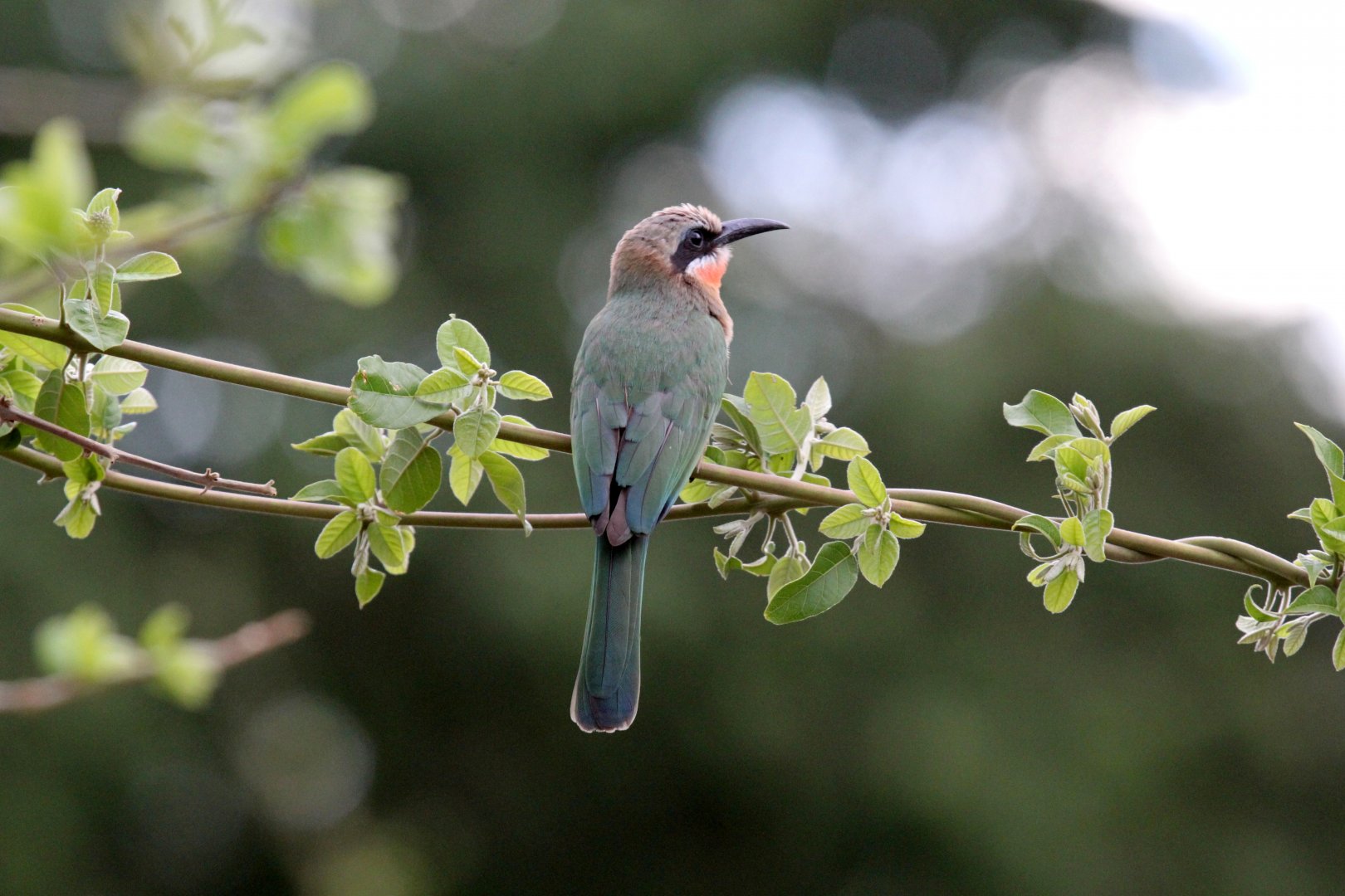 White-fronted Bee-Eater (Merops bullockoides)