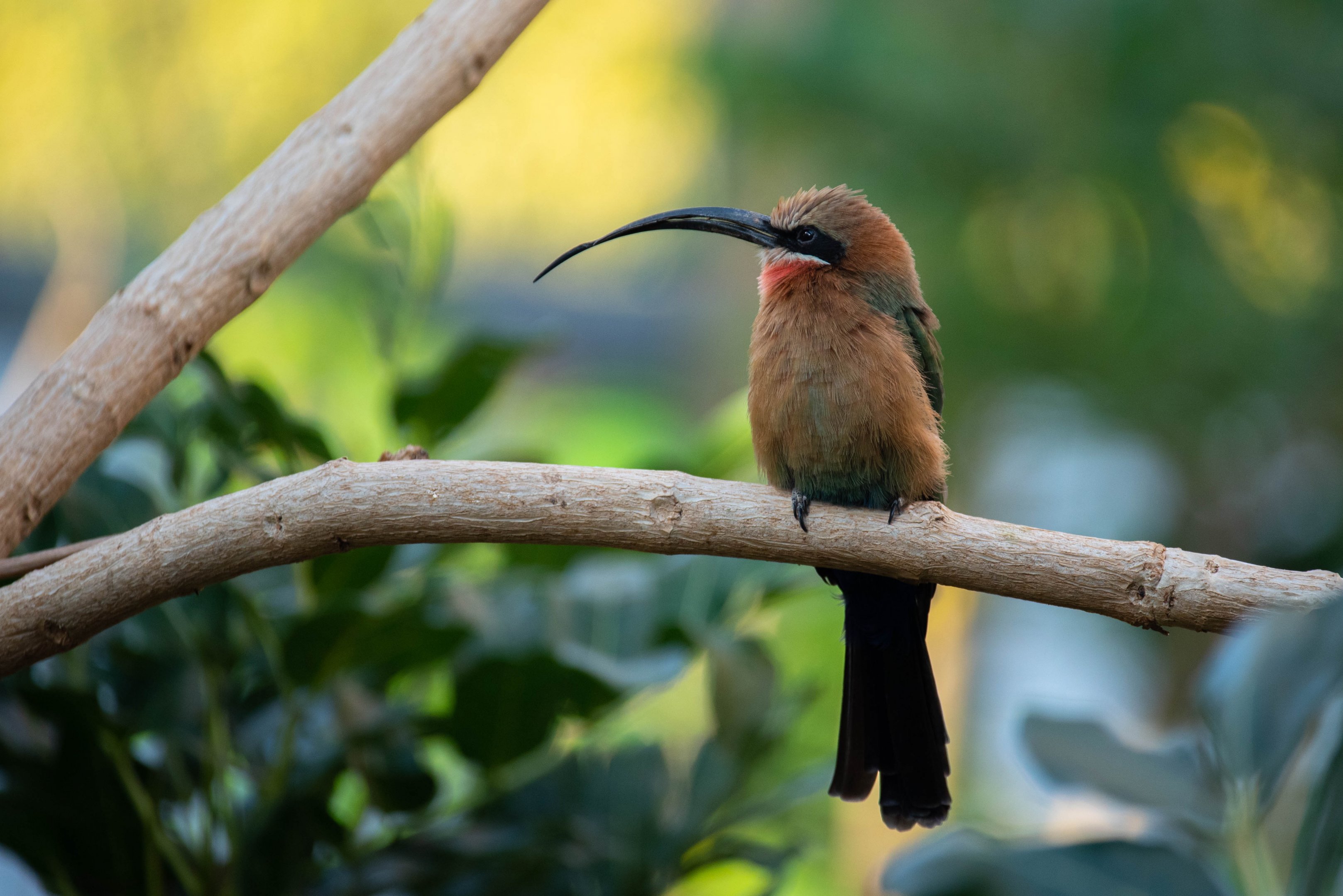 White-fronted bee-eater - Merops bullockoides