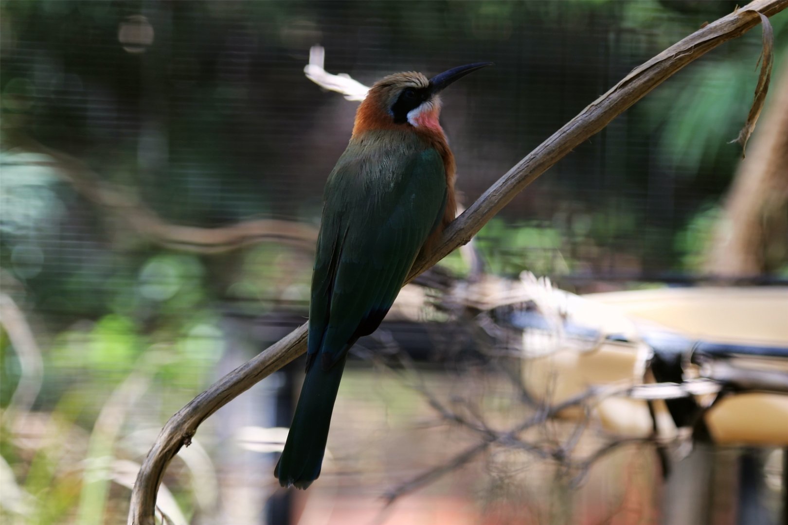 White-fronted Bee-eater (Merops bullockoides)