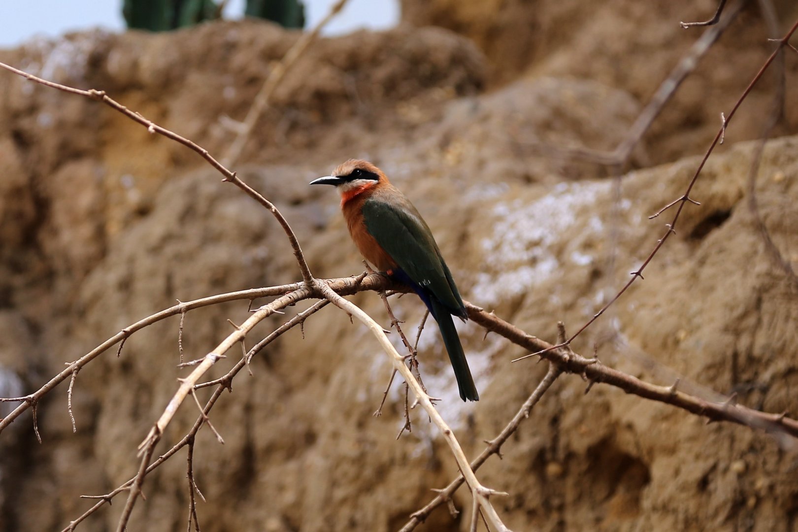 White-fronted Bee-eater (Merops bullockoides)