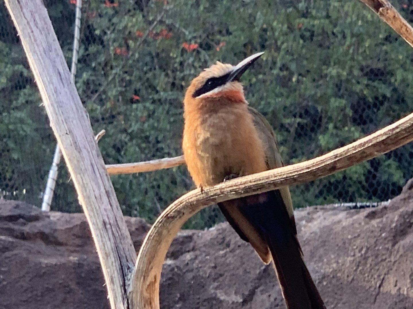 White-Fronted Bee-Eater (Merops bullockoides)