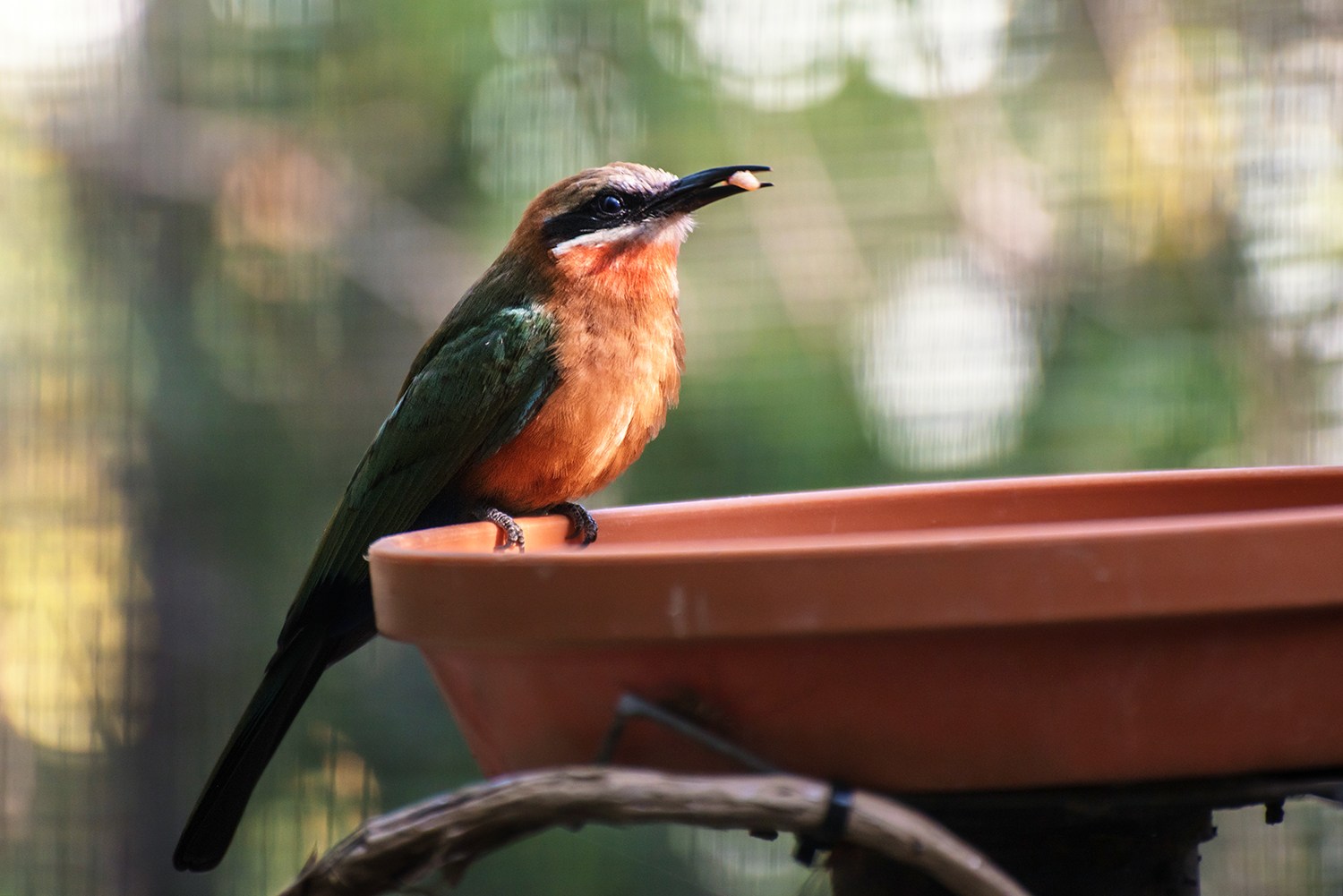 White-fronted Bee-eater (Merops bullockoides)