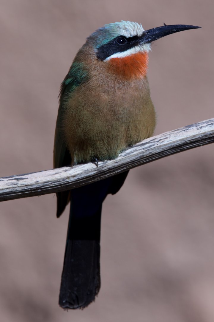 White-fronted Bee Eater/ Merops bullockoides