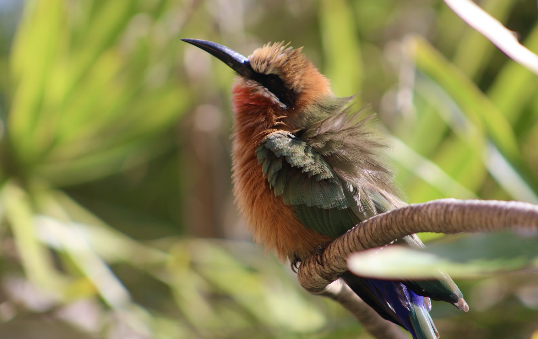 White-Fronted Bee-Eater (Merops bullockoides)