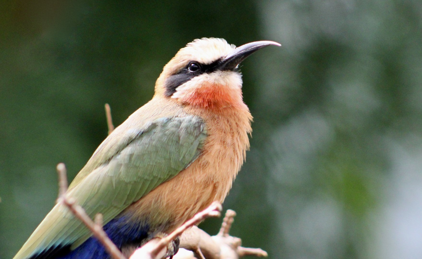 White-Fronted Bee-Eater (Merops bullockoides)