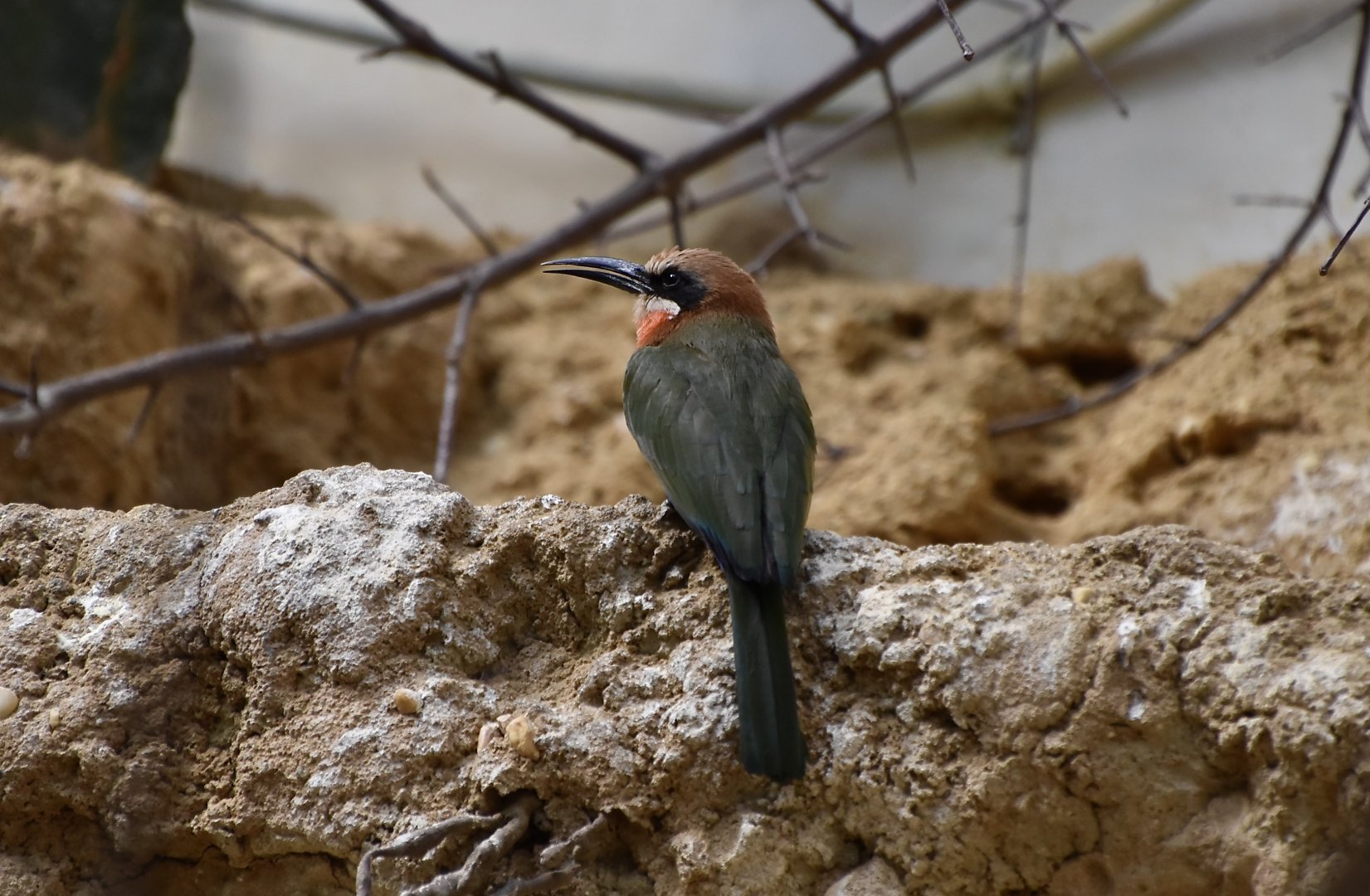 White-Fronted Bee-Eater (Merops bullockoides)