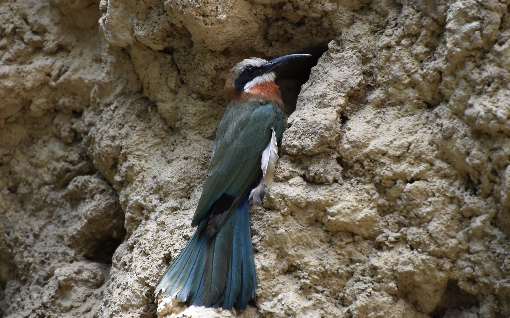 White-Fronted Bee-Eater (Merops bullockoides)