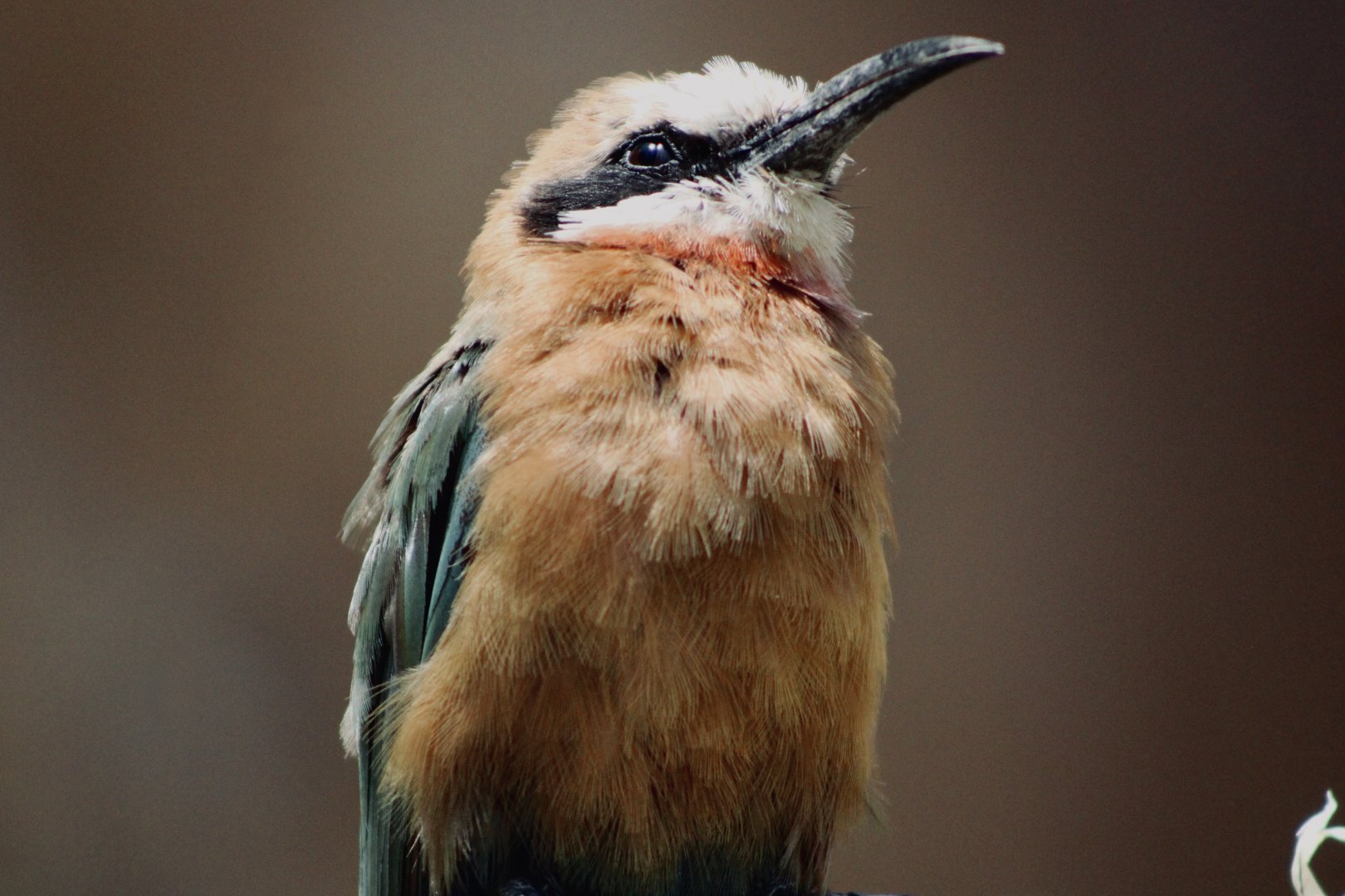 White-Fronted Bee-Eater (Merops bullockoides)