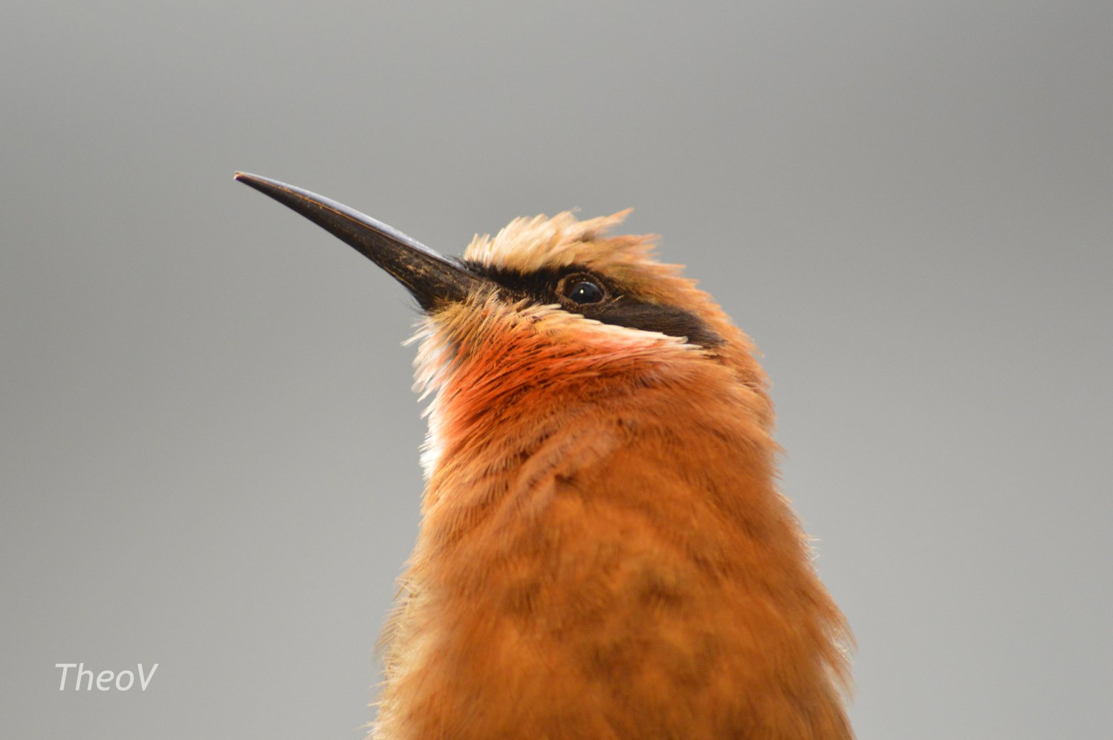 White-fronted bee-eater - World of Birds [2017]