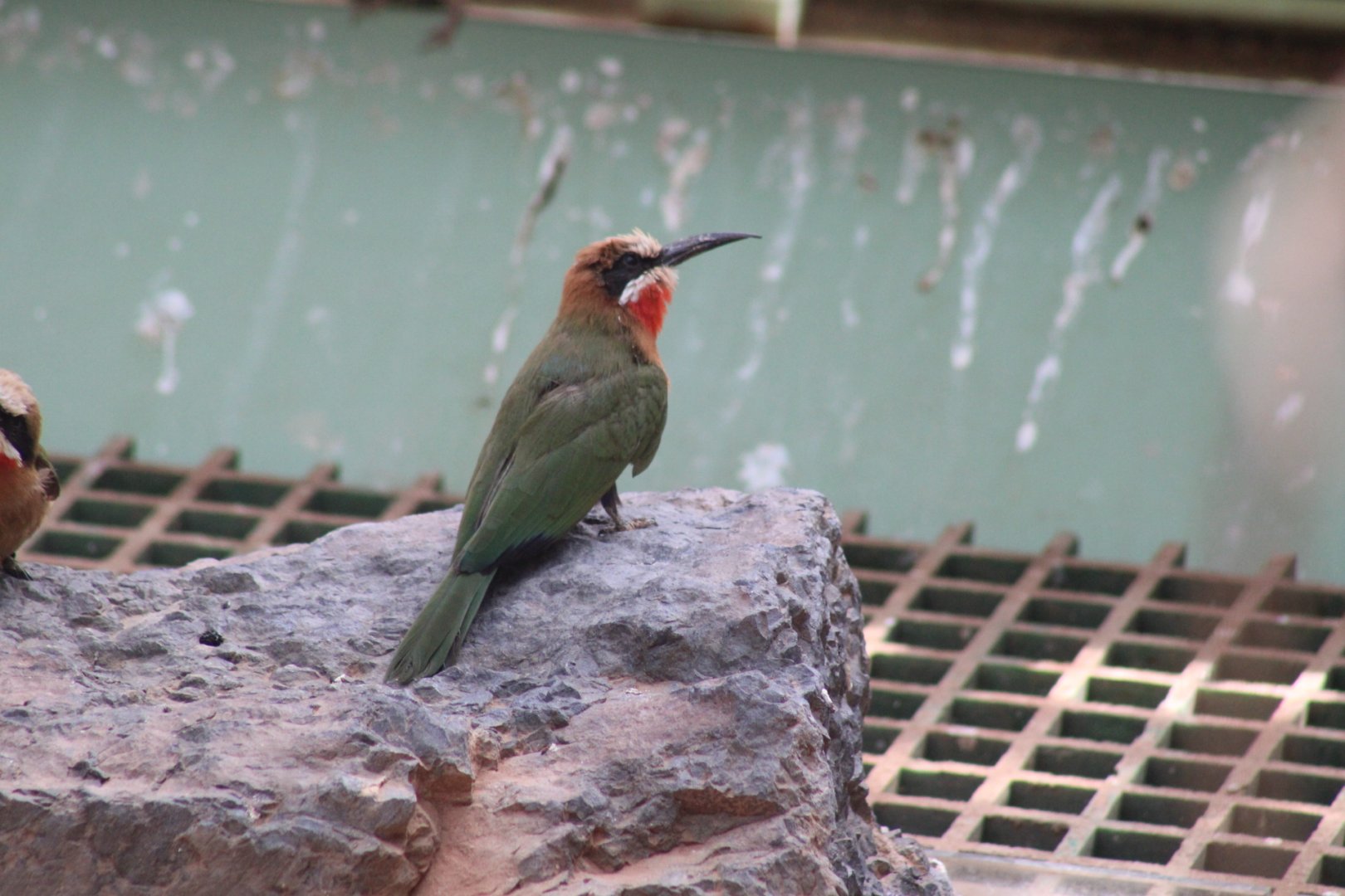 White-fronted Bee-eater - Wüstenhaus