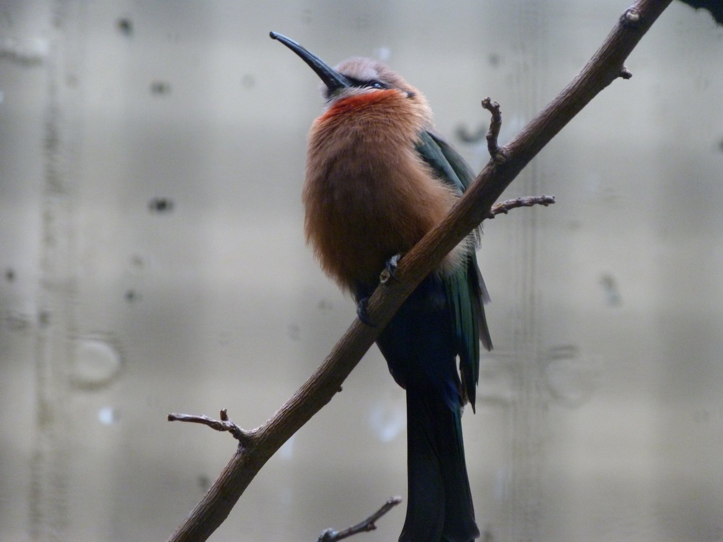White-fronted bee-eater -Zoologischer Garten Berlin (2024)