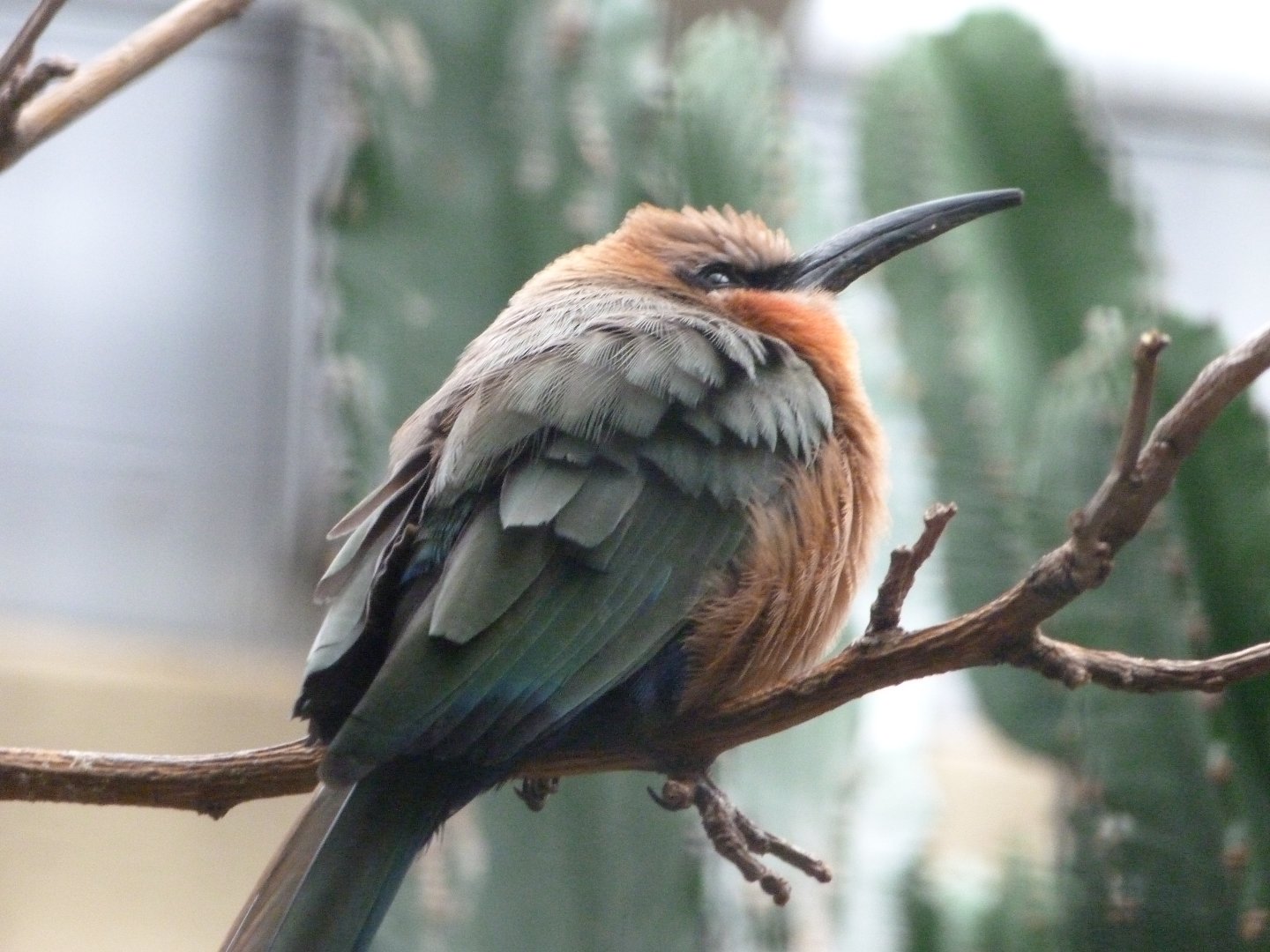 White-fronted bee-eater -Zoologischer Garten Berlin (2024)