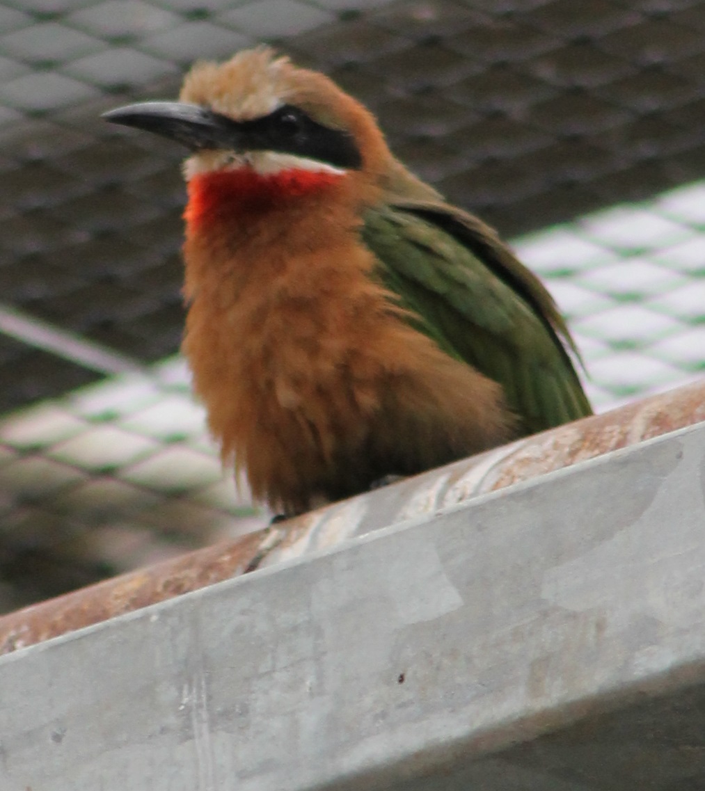White-fronted bee-eater