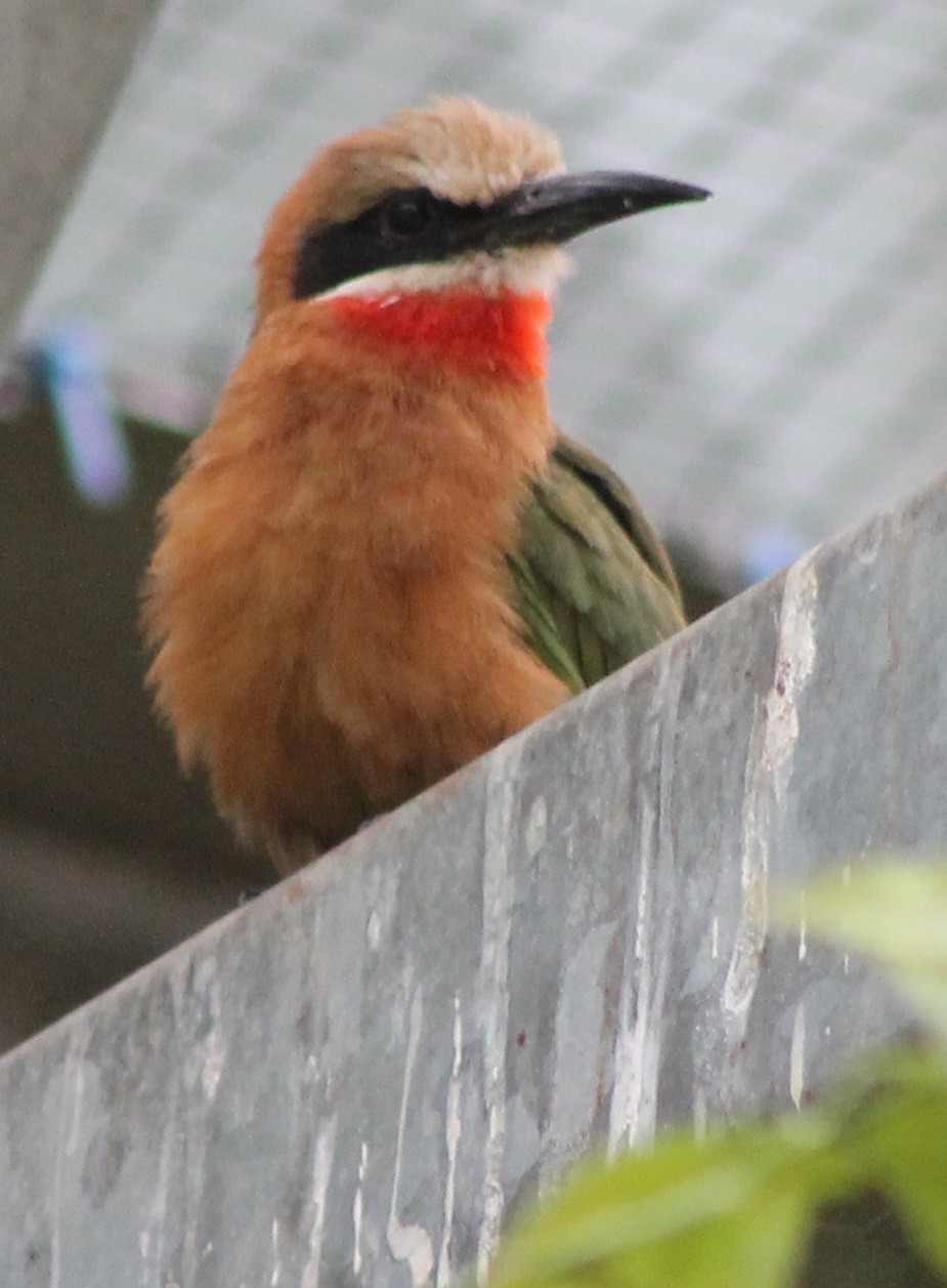 White-fronted bee-eater