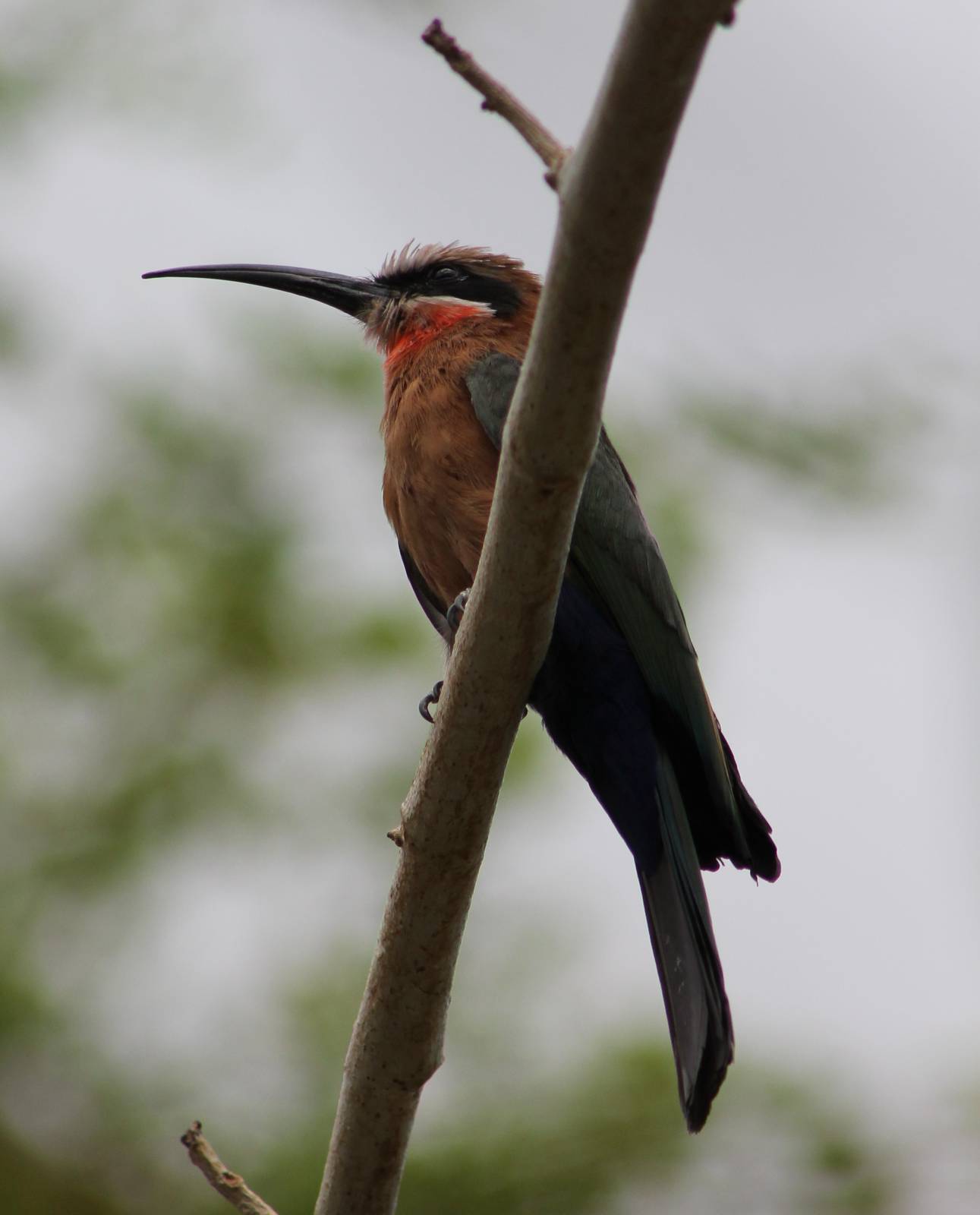 White-fronted bee-eater