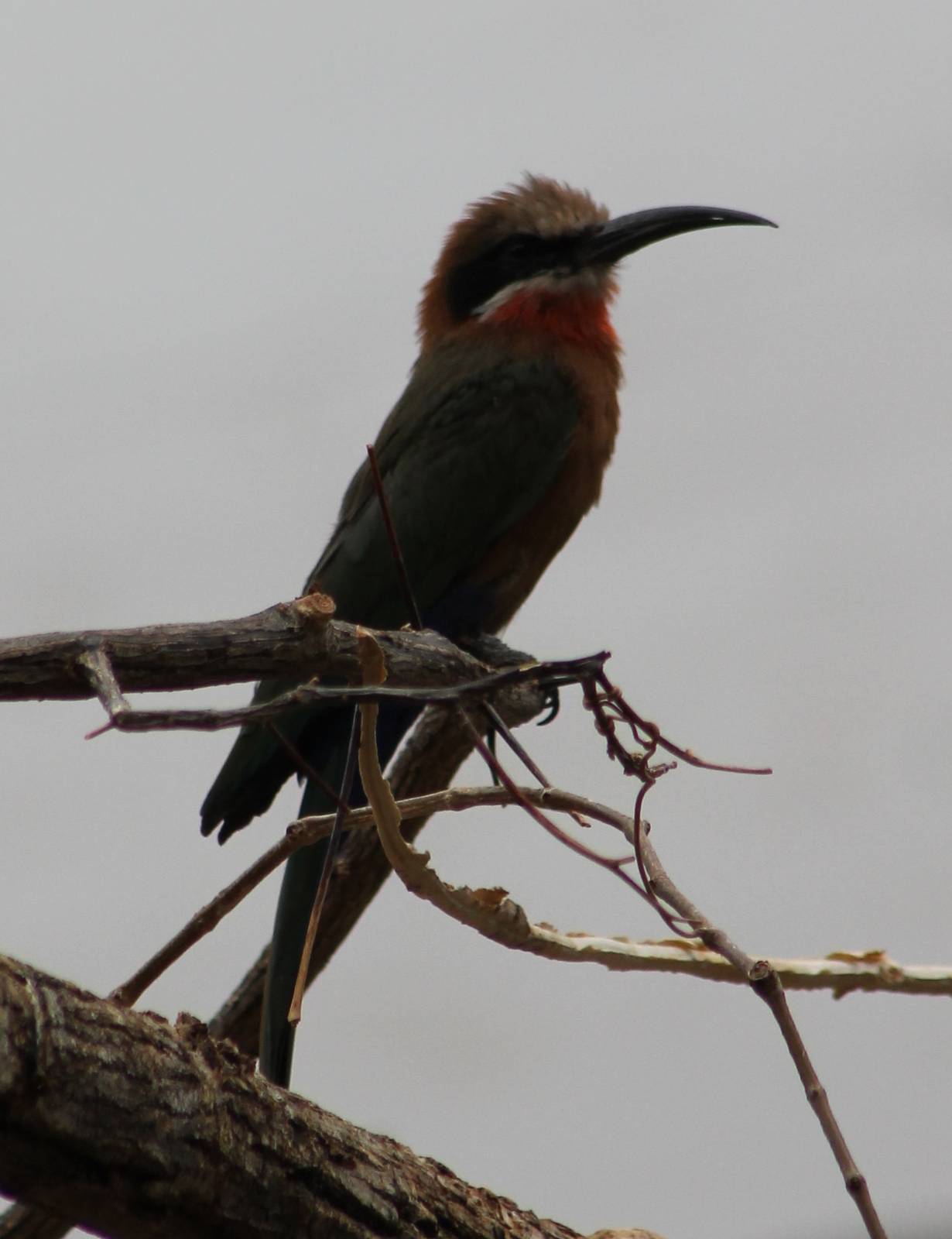 White-fronted bee-eater
