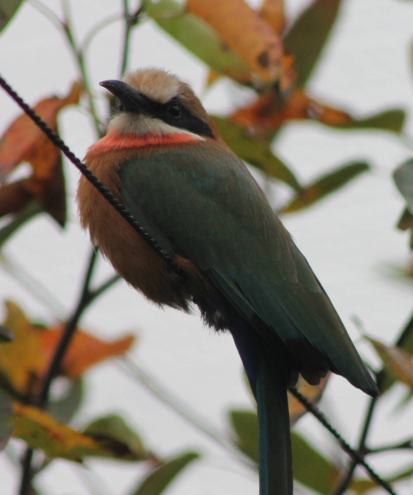 White-fronted bee-eater