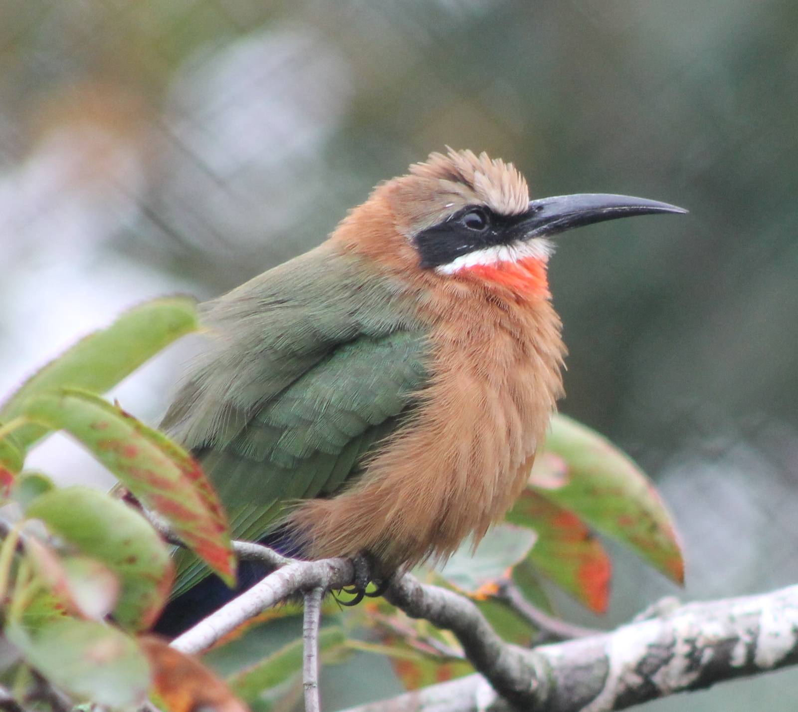 White-fronted bee-eater