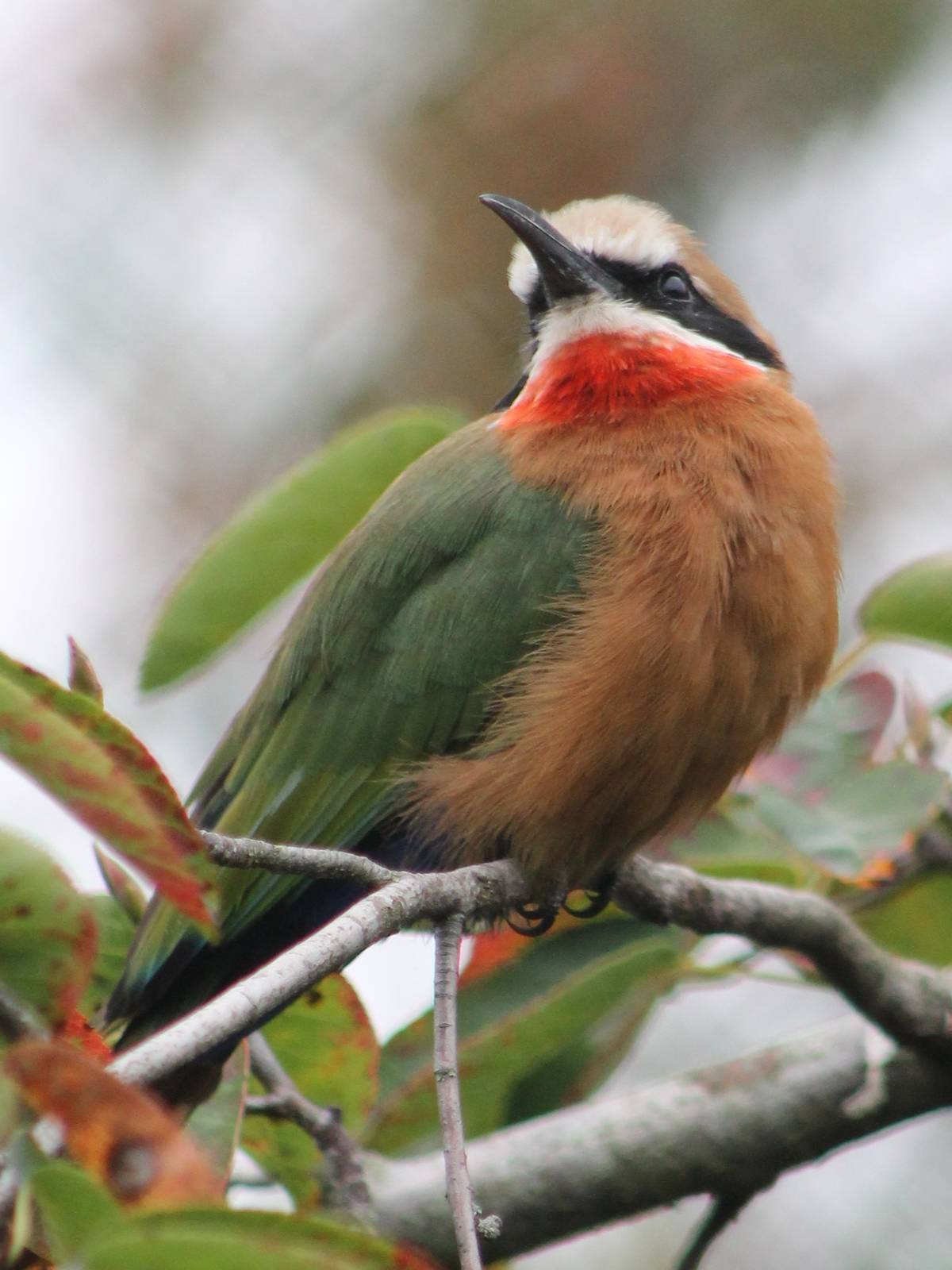 White-fronted bee-eater