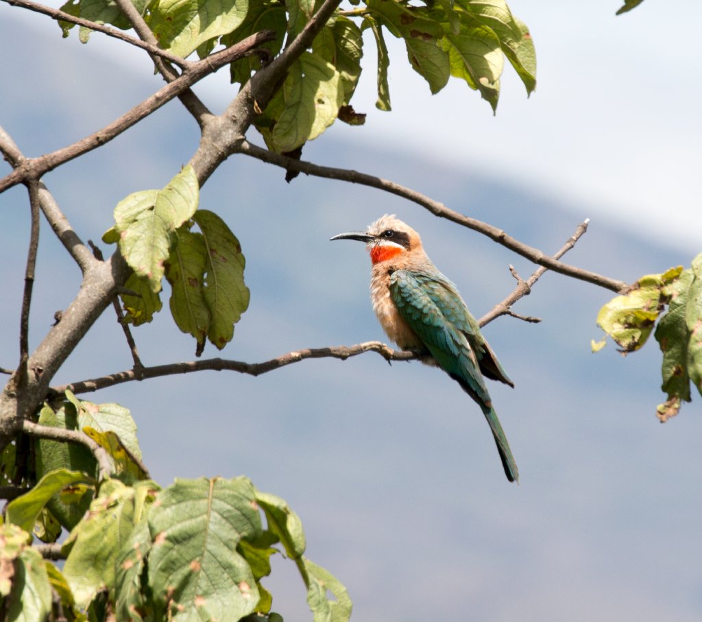White-fronted Bee-eater