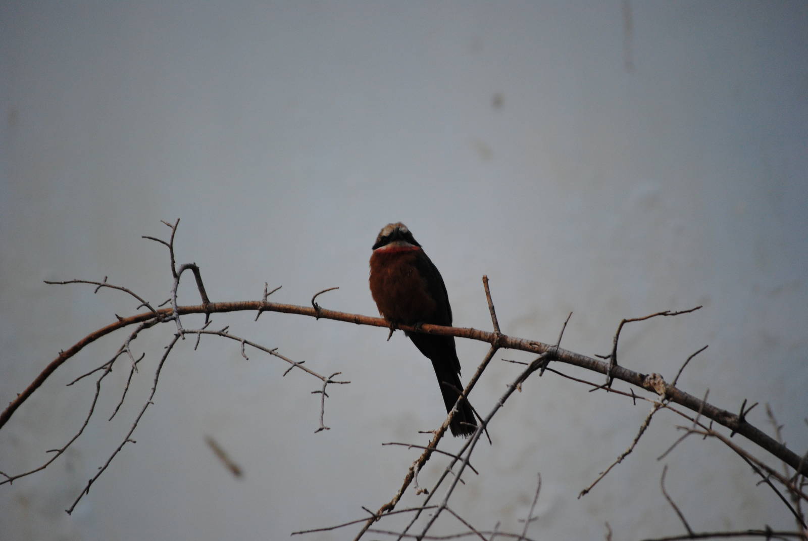 White-Fronted Bee-Eater