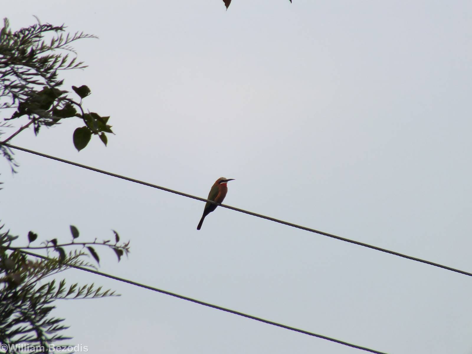 White-fronted Bee-eater