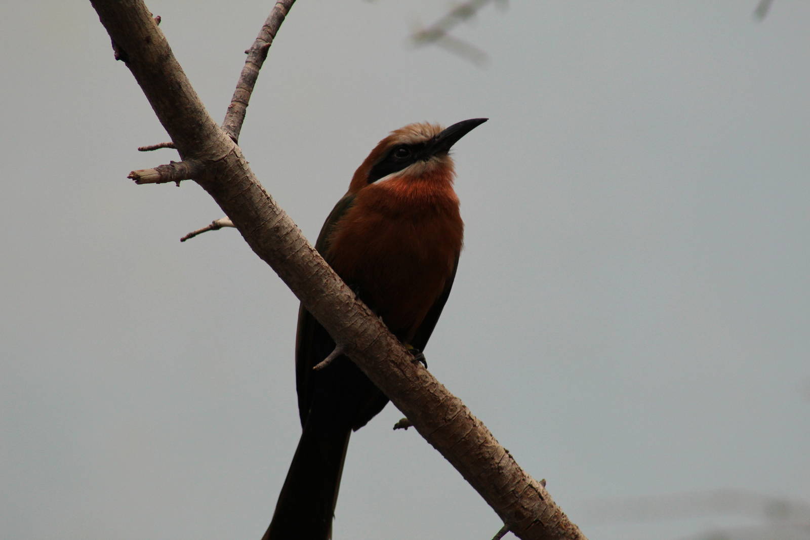 White-Fronted Bee-Eater