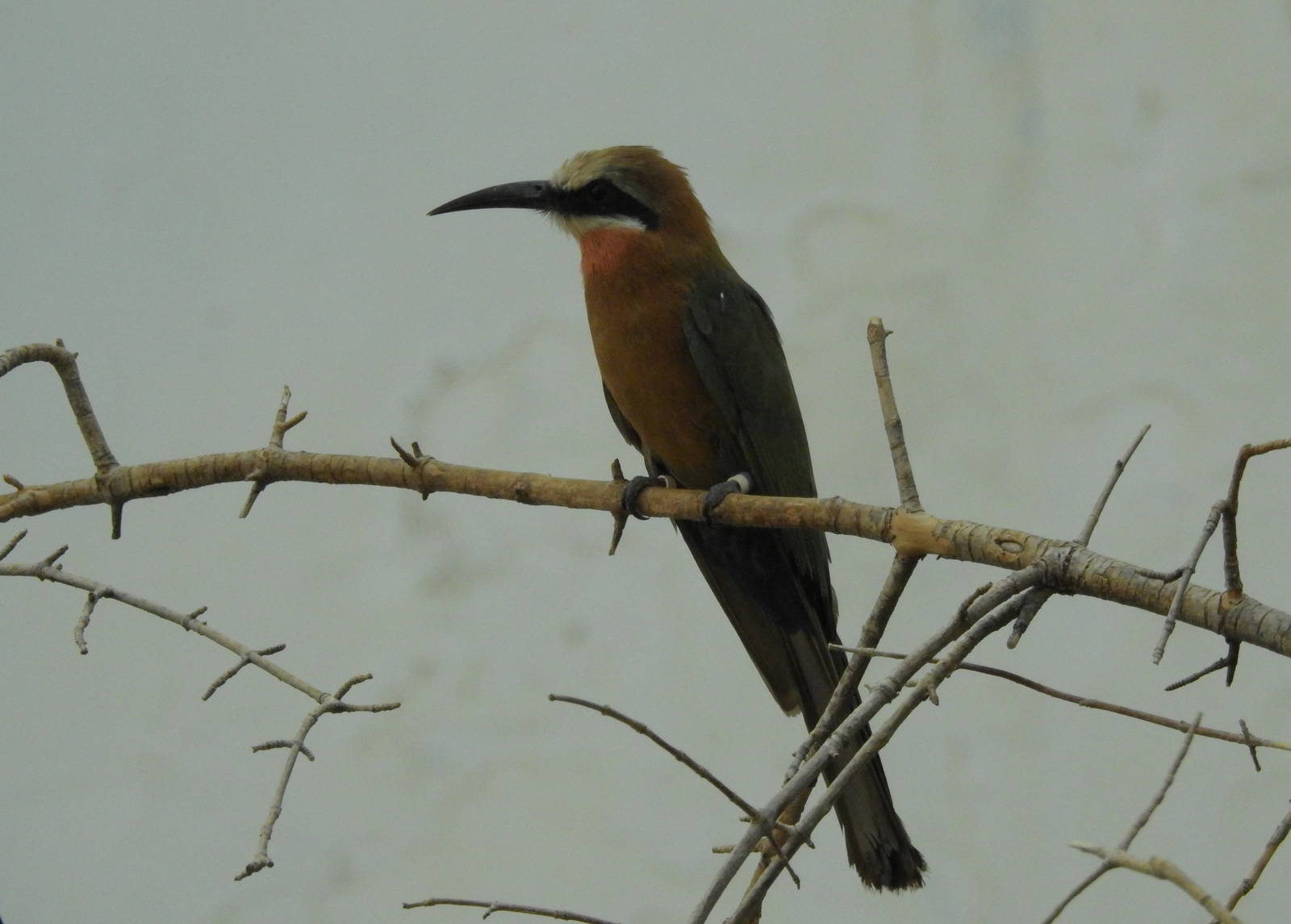 White Fronted Bee Eater