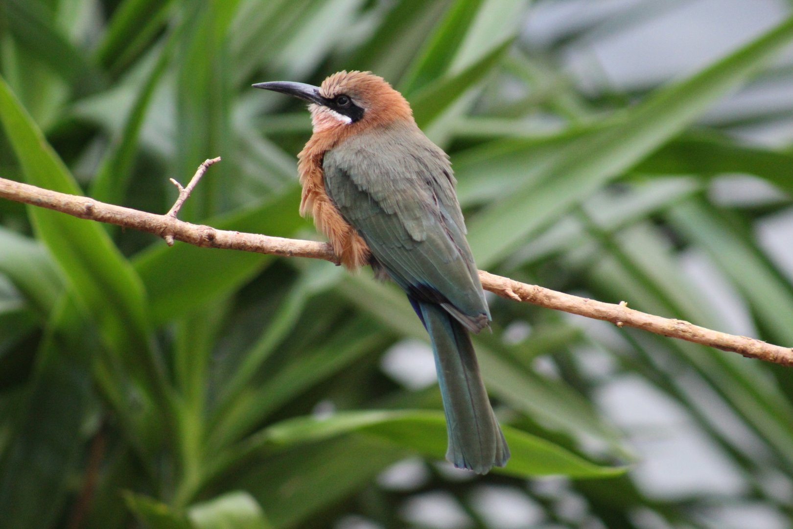 White-Fronted Bee-Eater