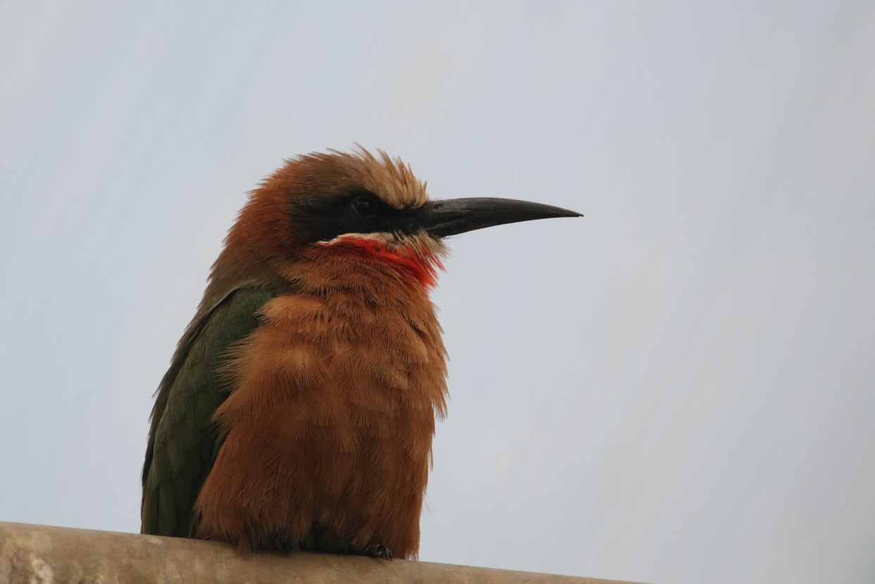 White-fronted bee-eater