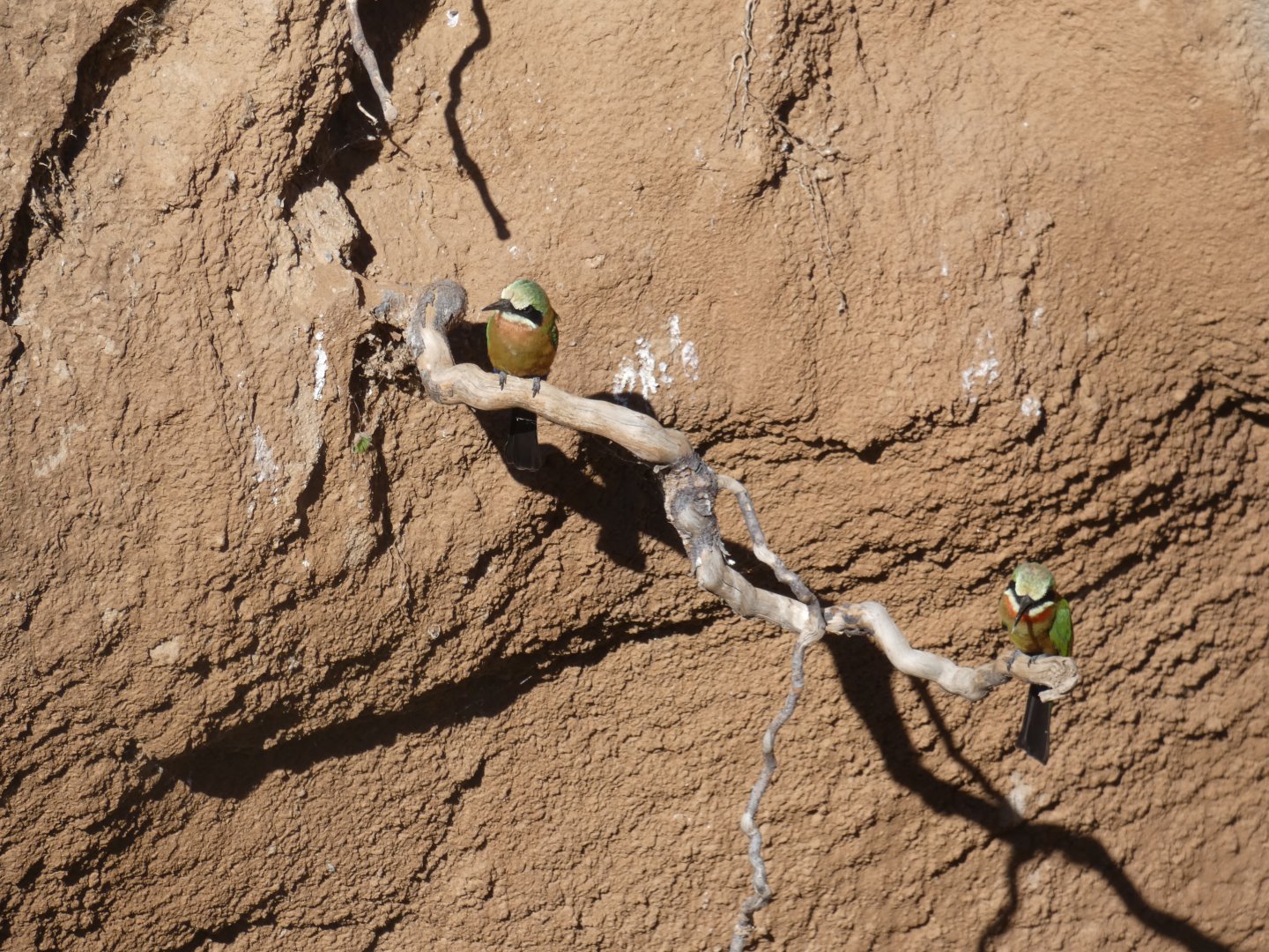 White-fronted Bee-eater