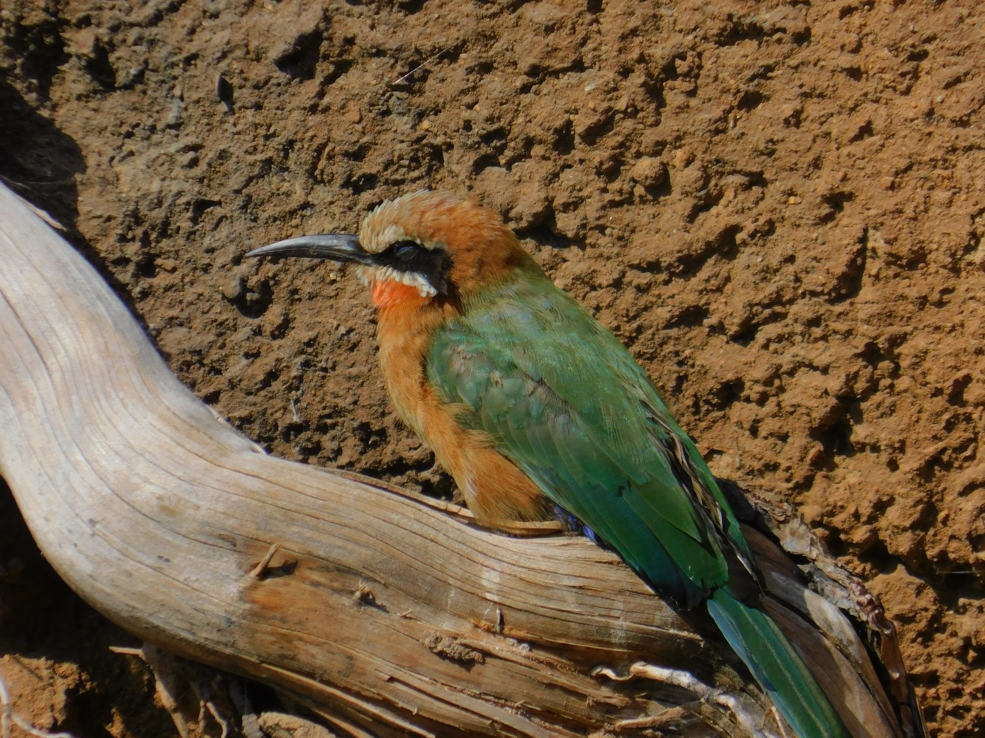 White Fronted Bee Eater