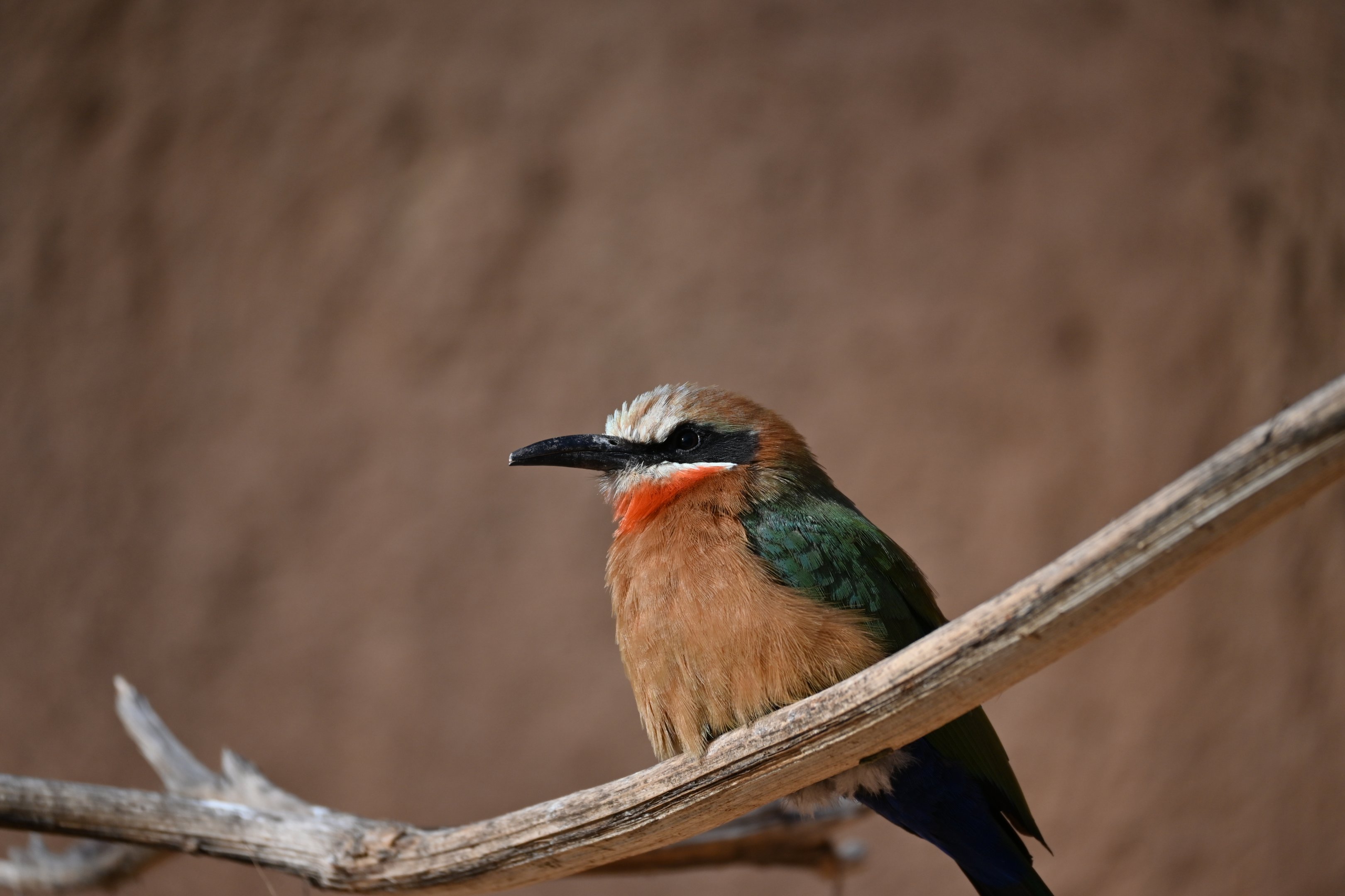 White Fronted Bee Eater