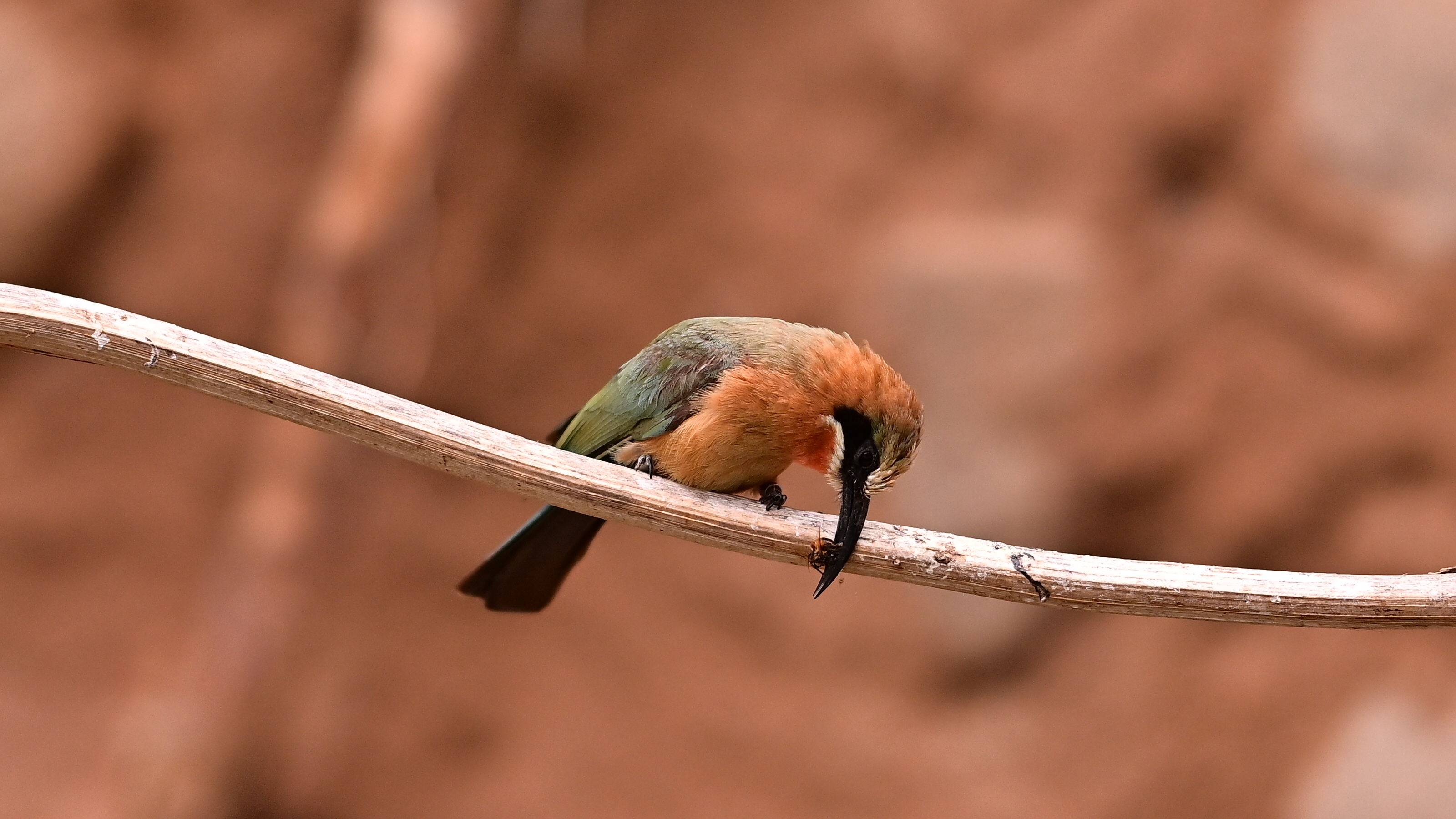 White Fronted Bee Eater