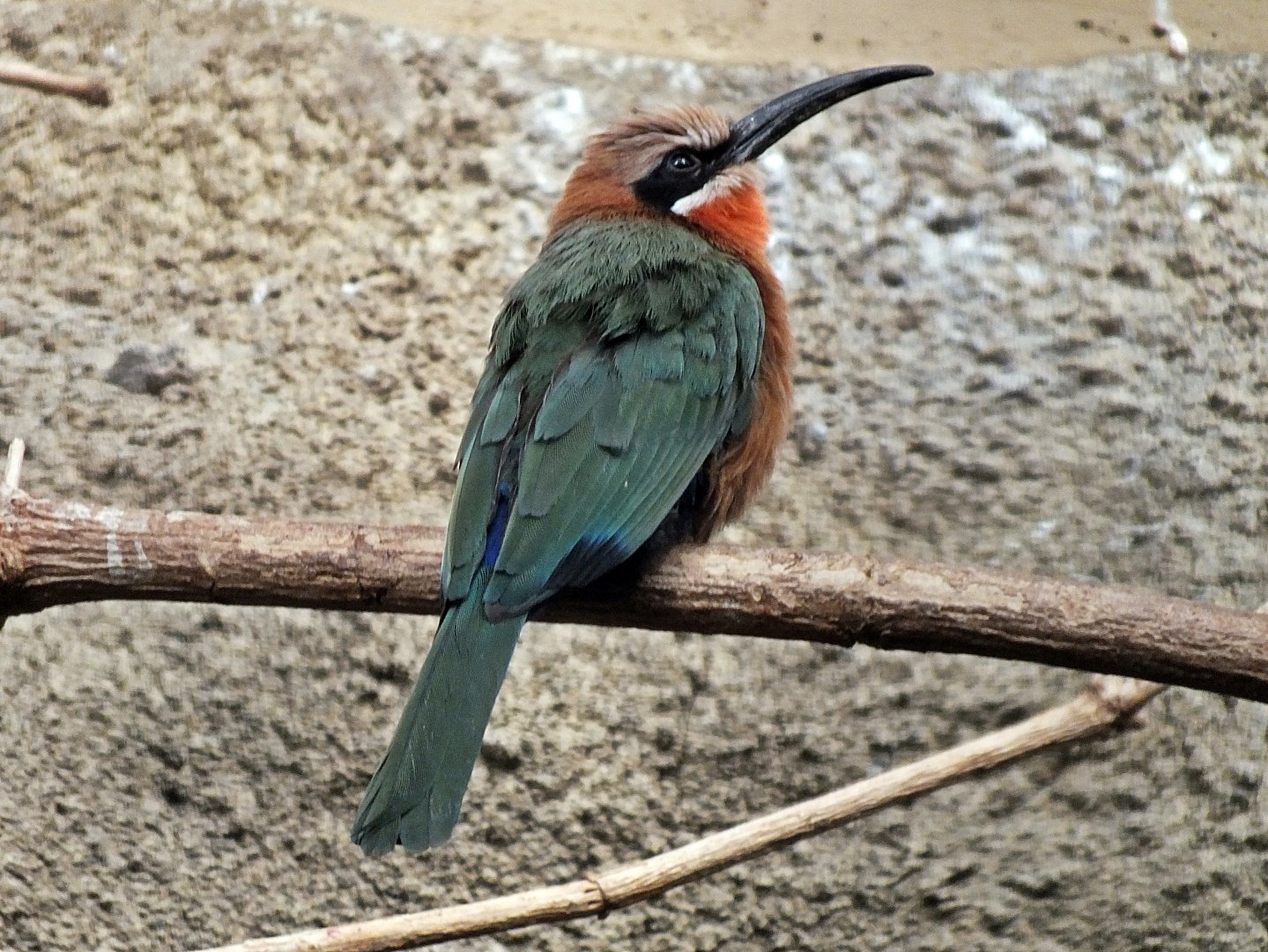 White-fronted bee-eater
