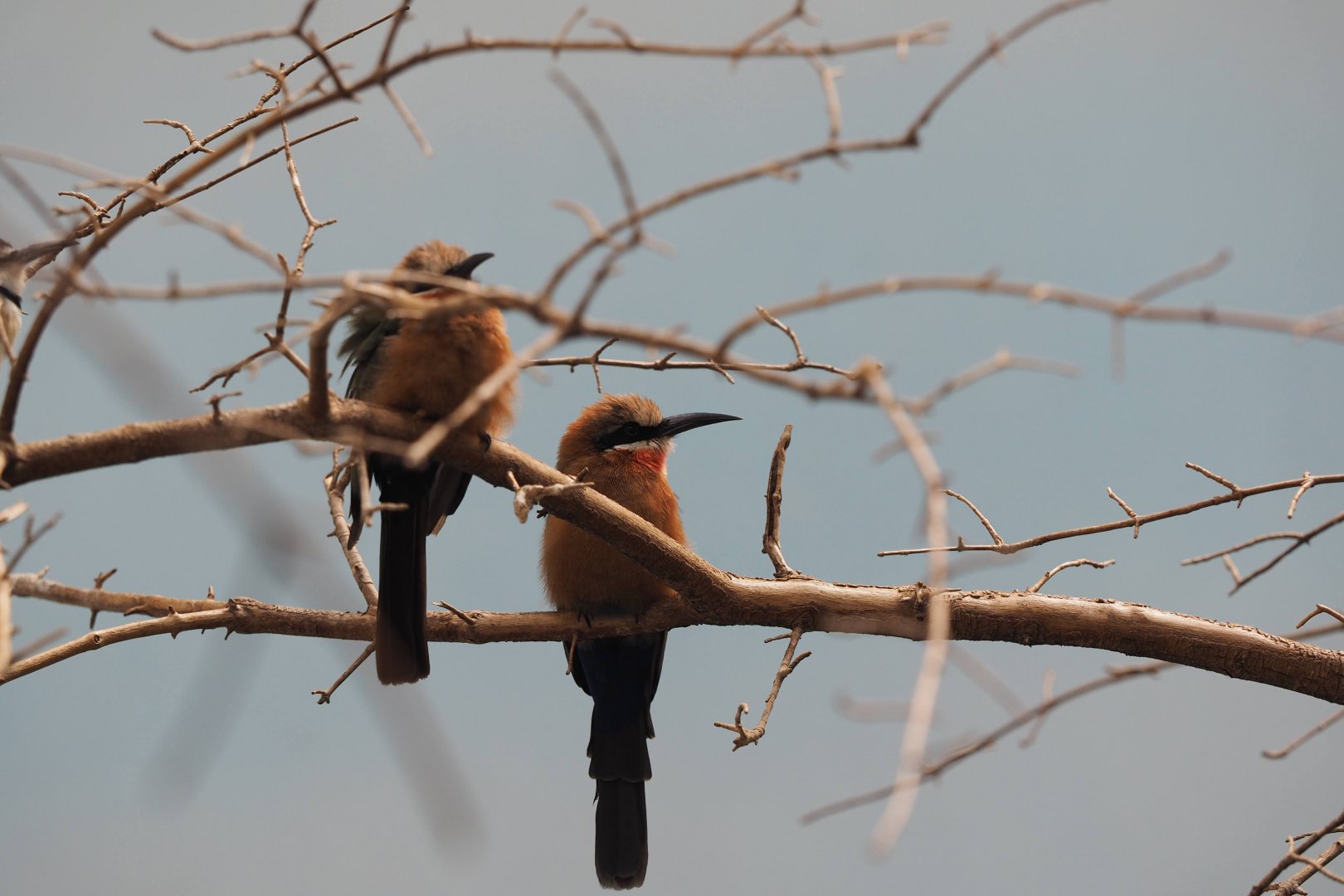 White-fronted bee-eater