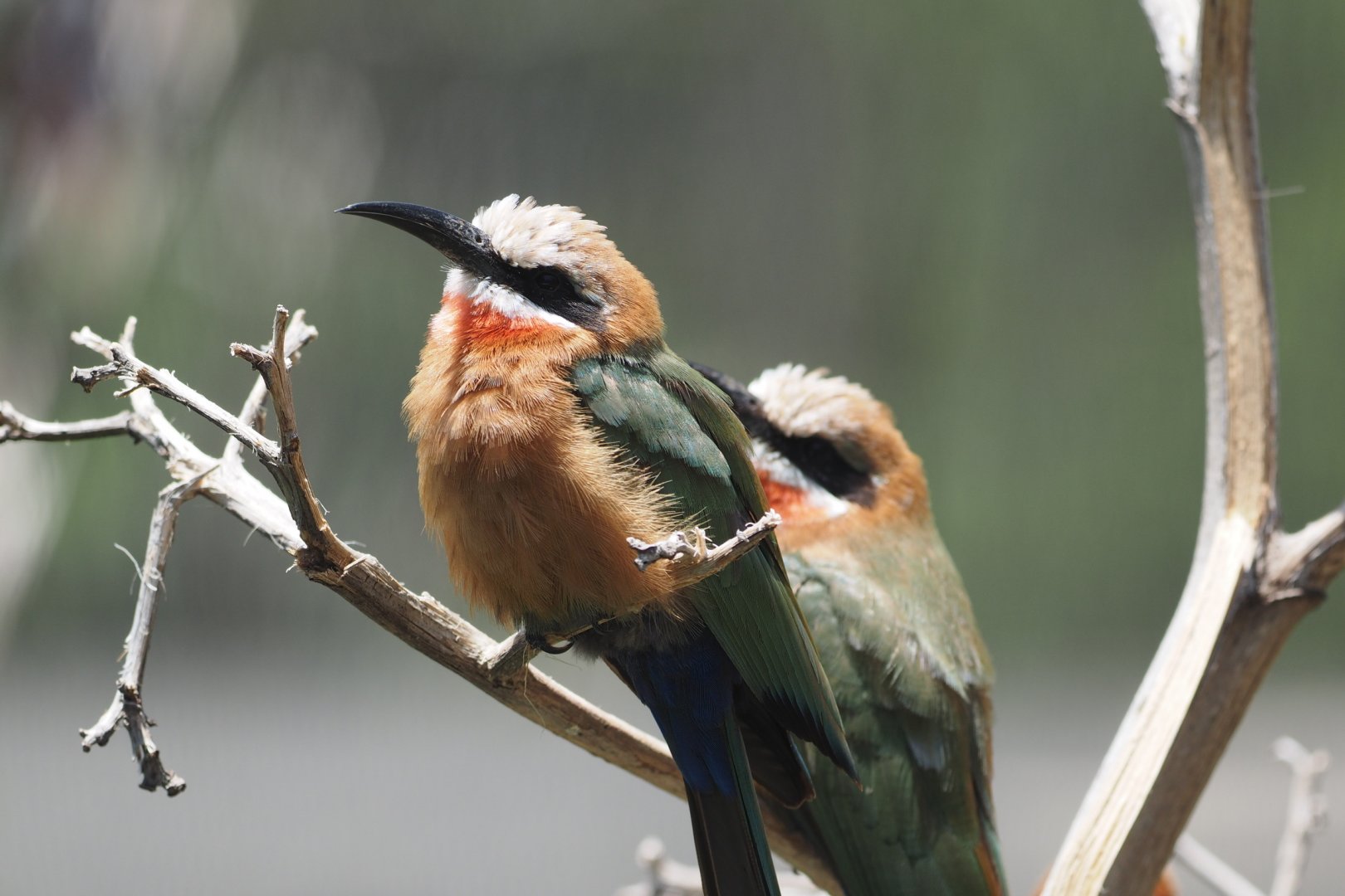White-fronted bee-eater