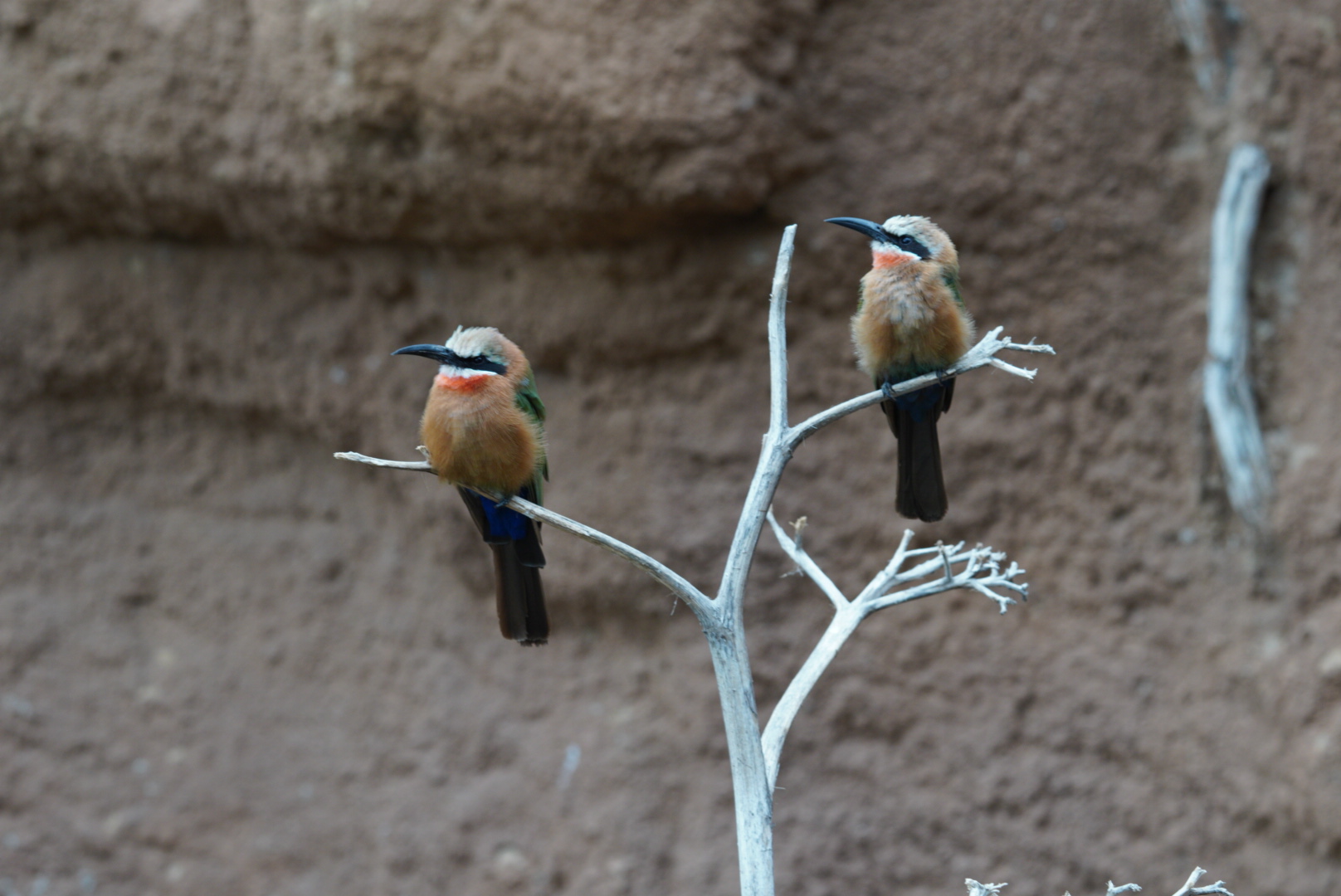 White Fronted Bee Eater