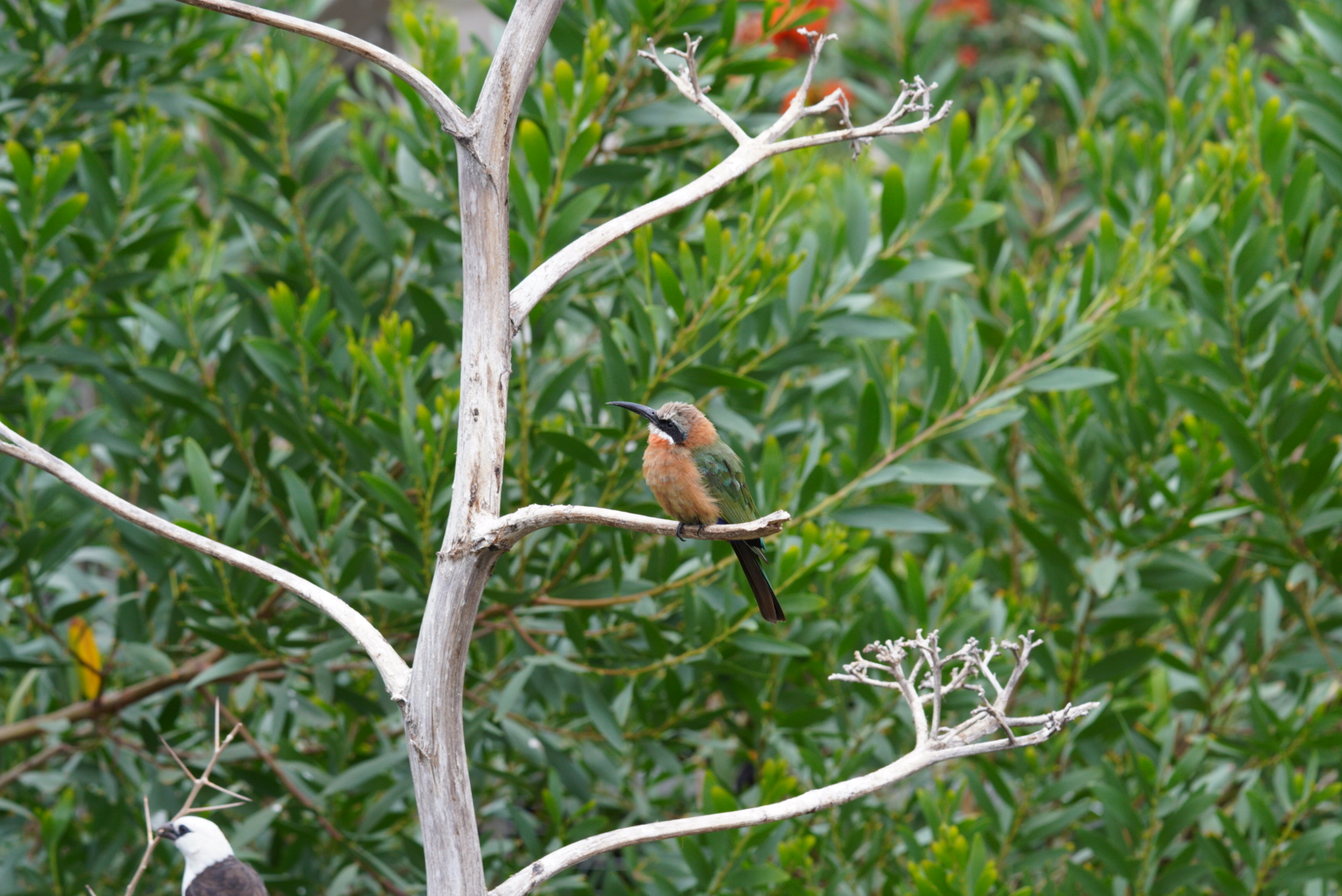 White Fronted Bee Eater