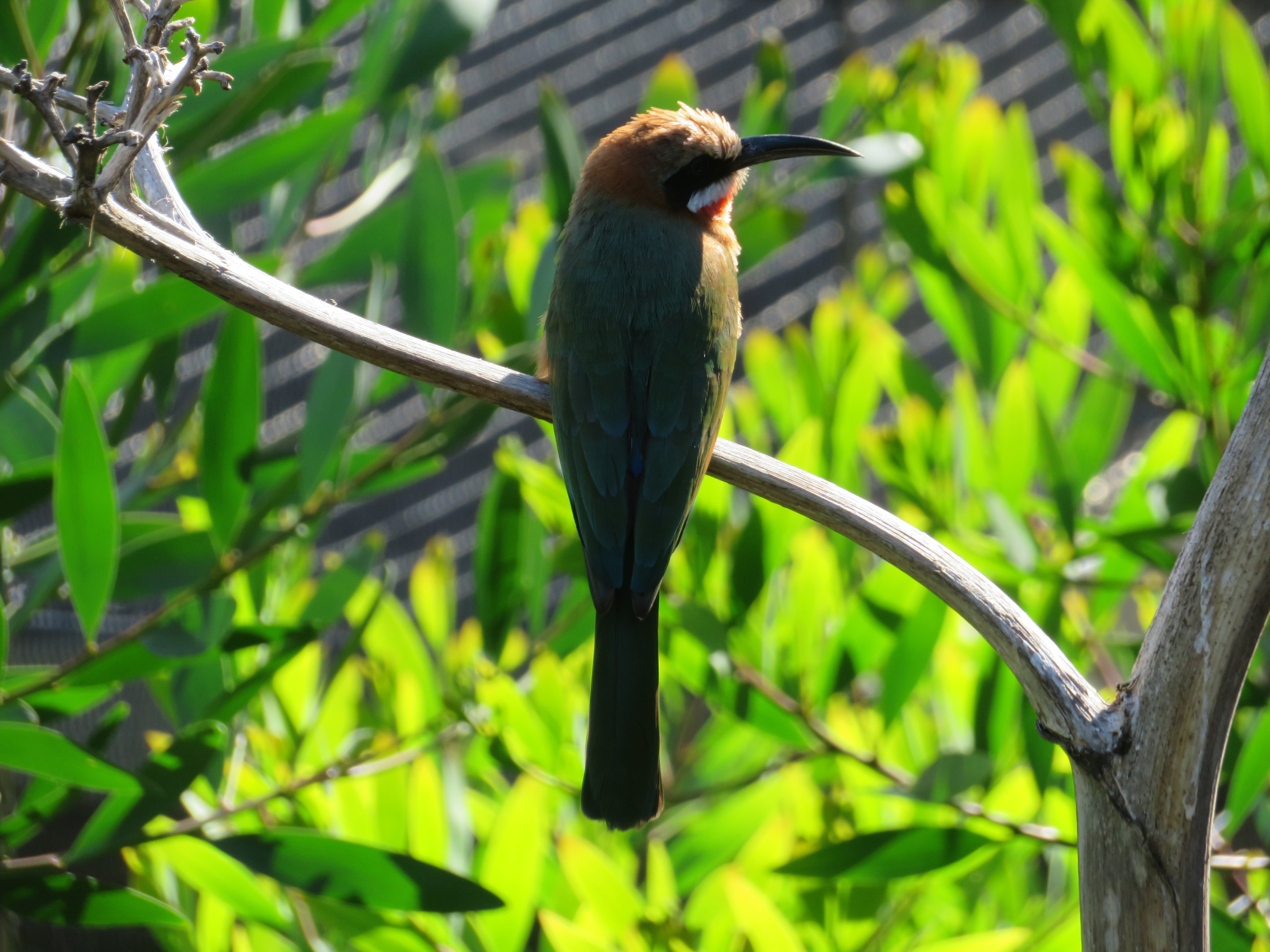 White-fronted Bee-eater