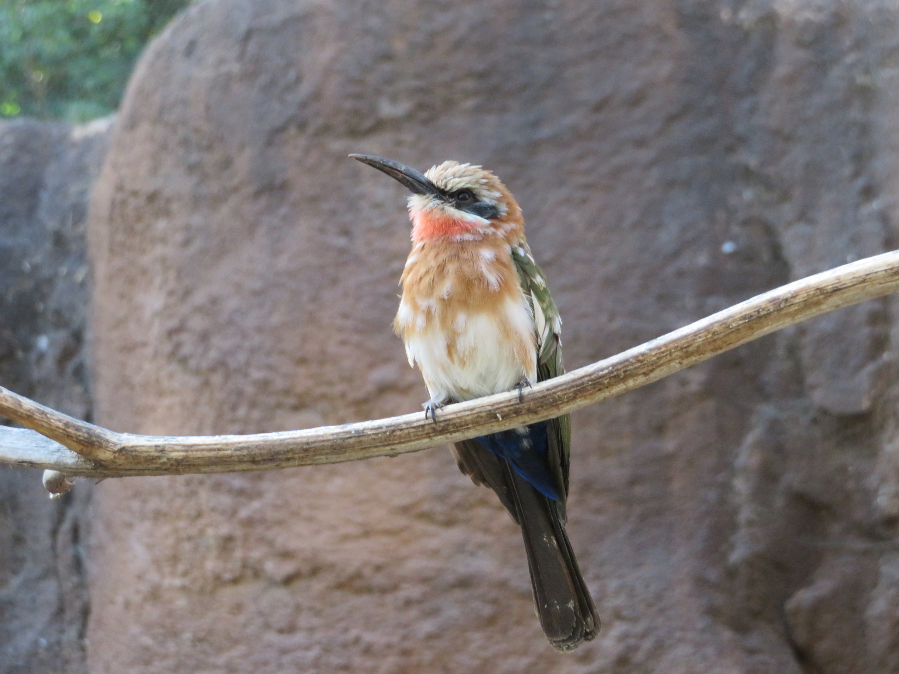 White-fronted Bee-eater