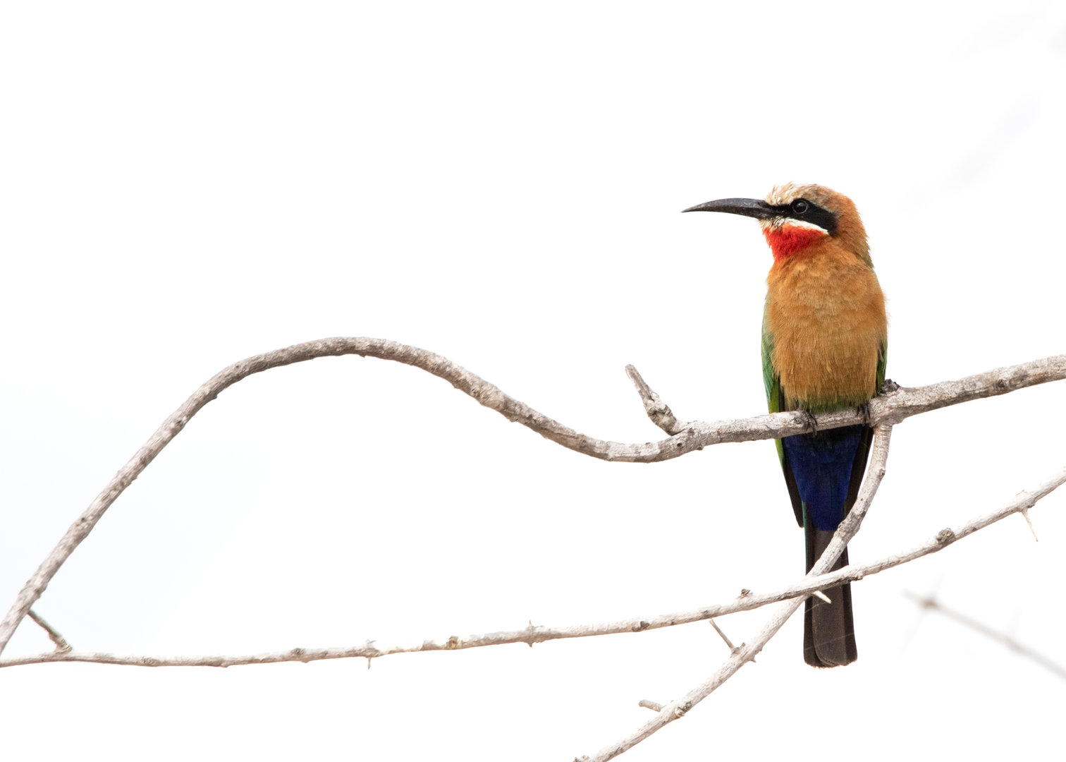 White-fronted Bee-eater