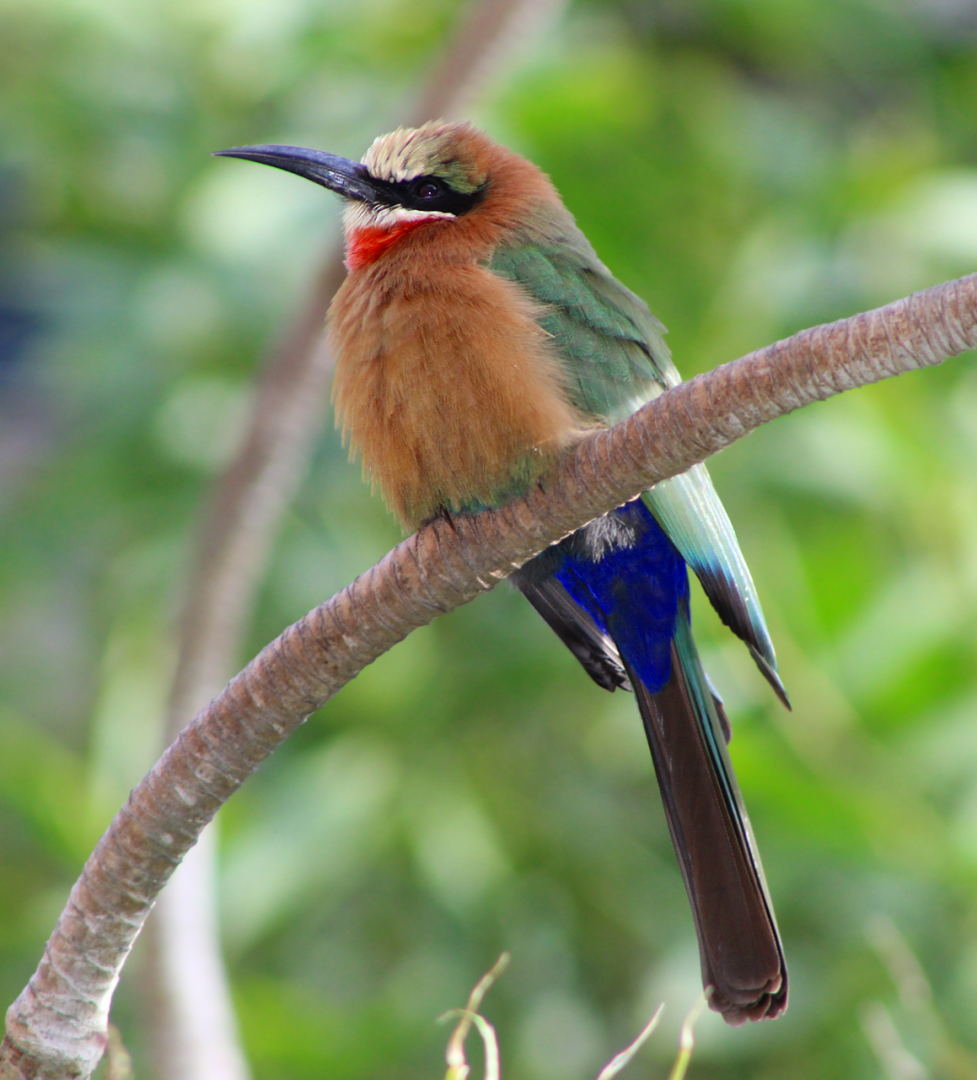 White-fronted Bee-eater